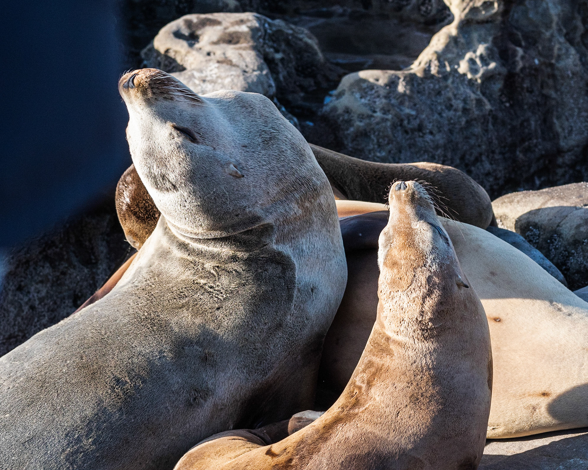 California Sea Lions, La Jolla, 2018