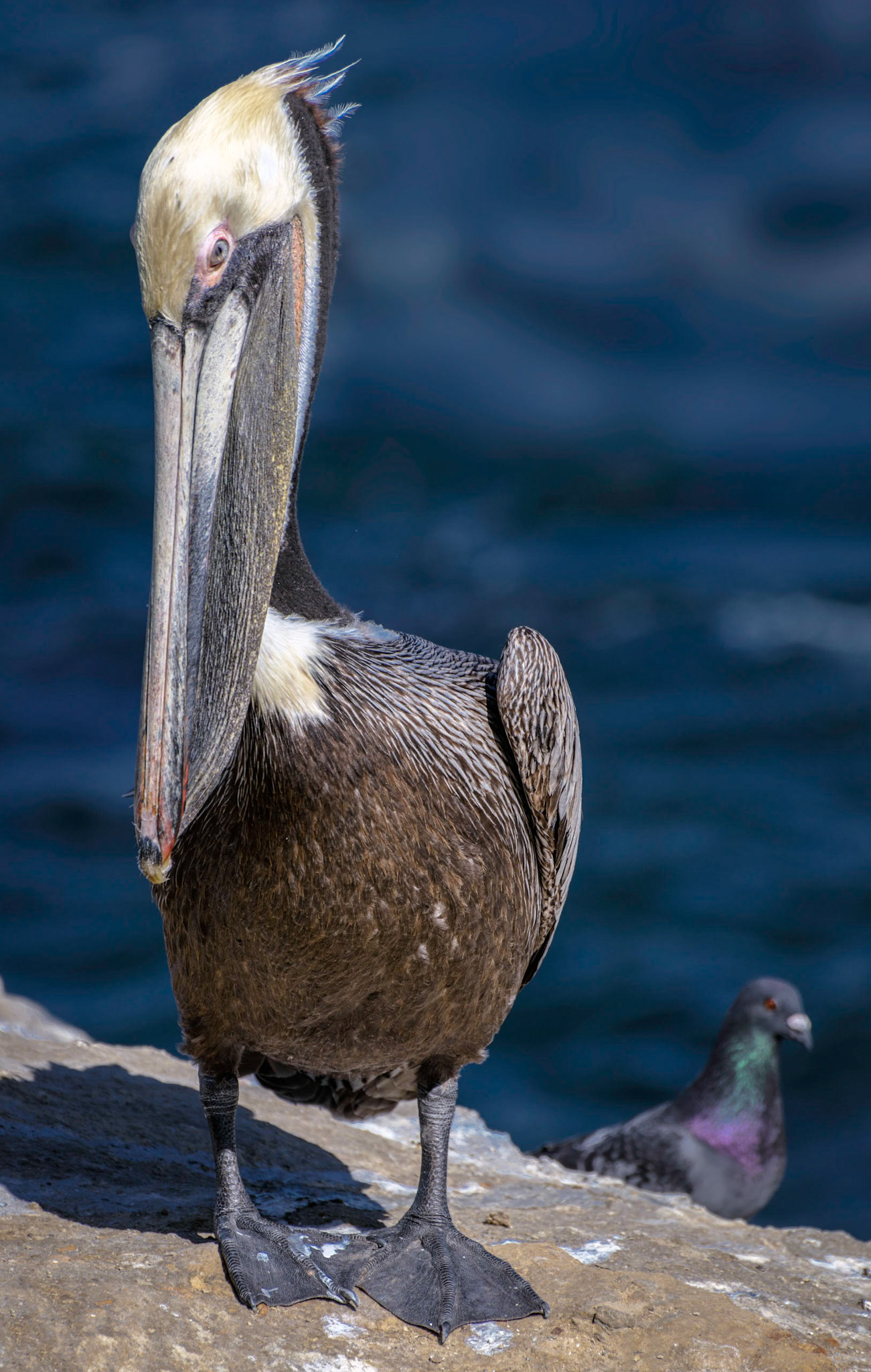 California Brown Pelican, La Jolla, CA, 2013