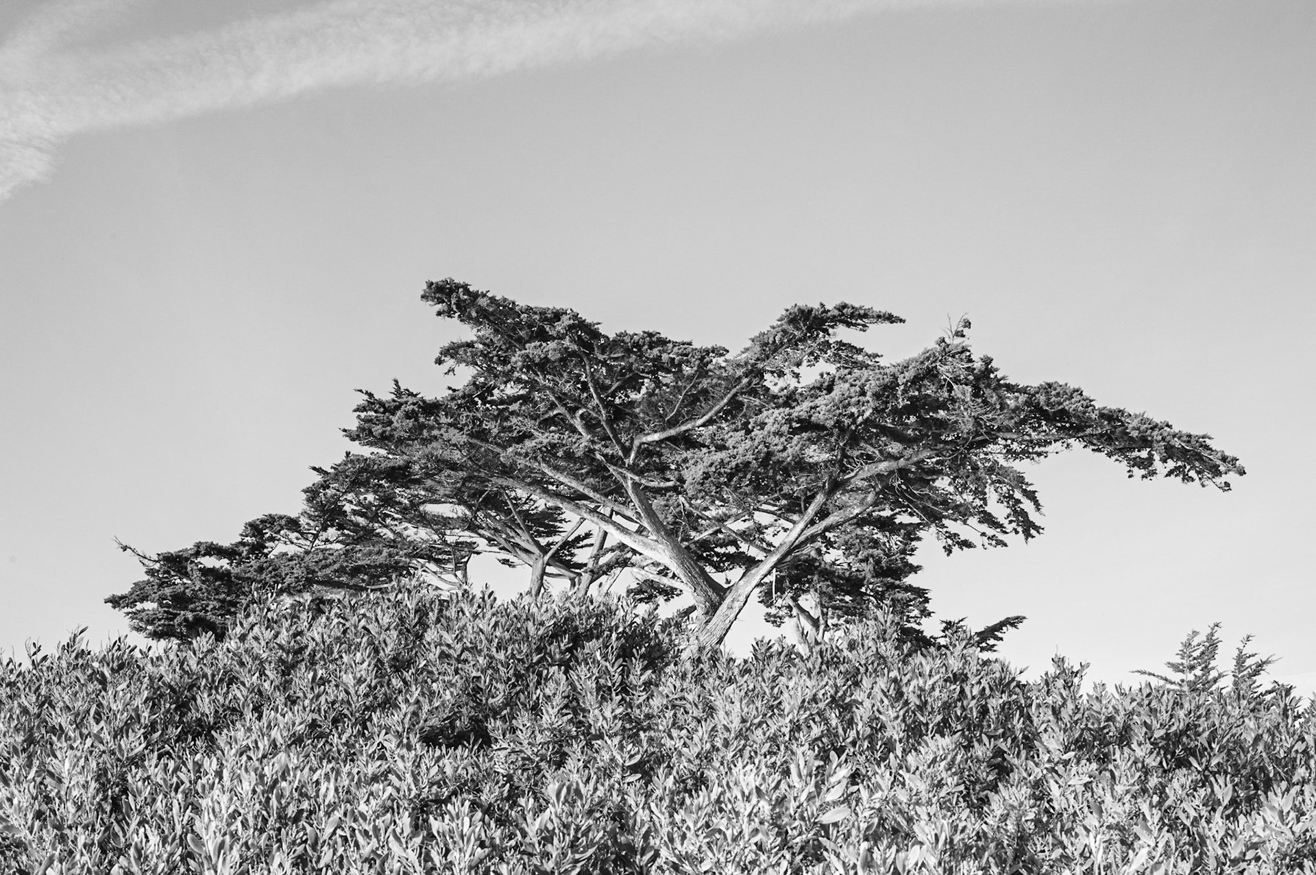 Carmel-By-The-Sea, 2009