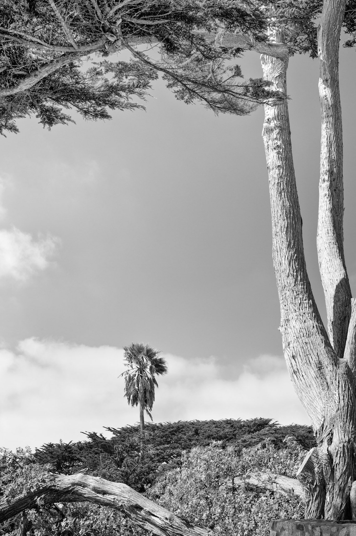 Carmel-By-The-Sea, 2010