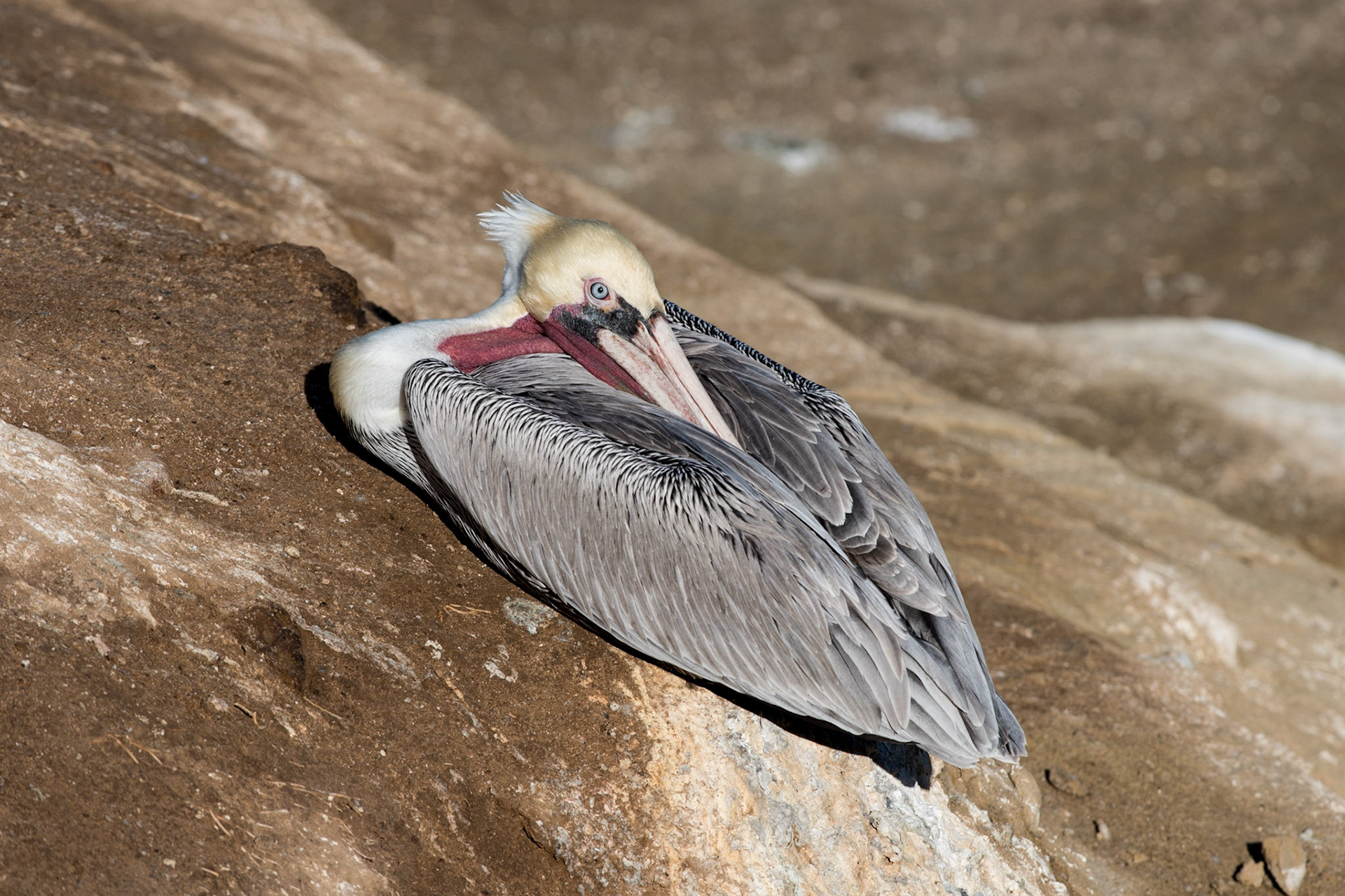 California Brown Pelican, La Jolla, CA, 2013