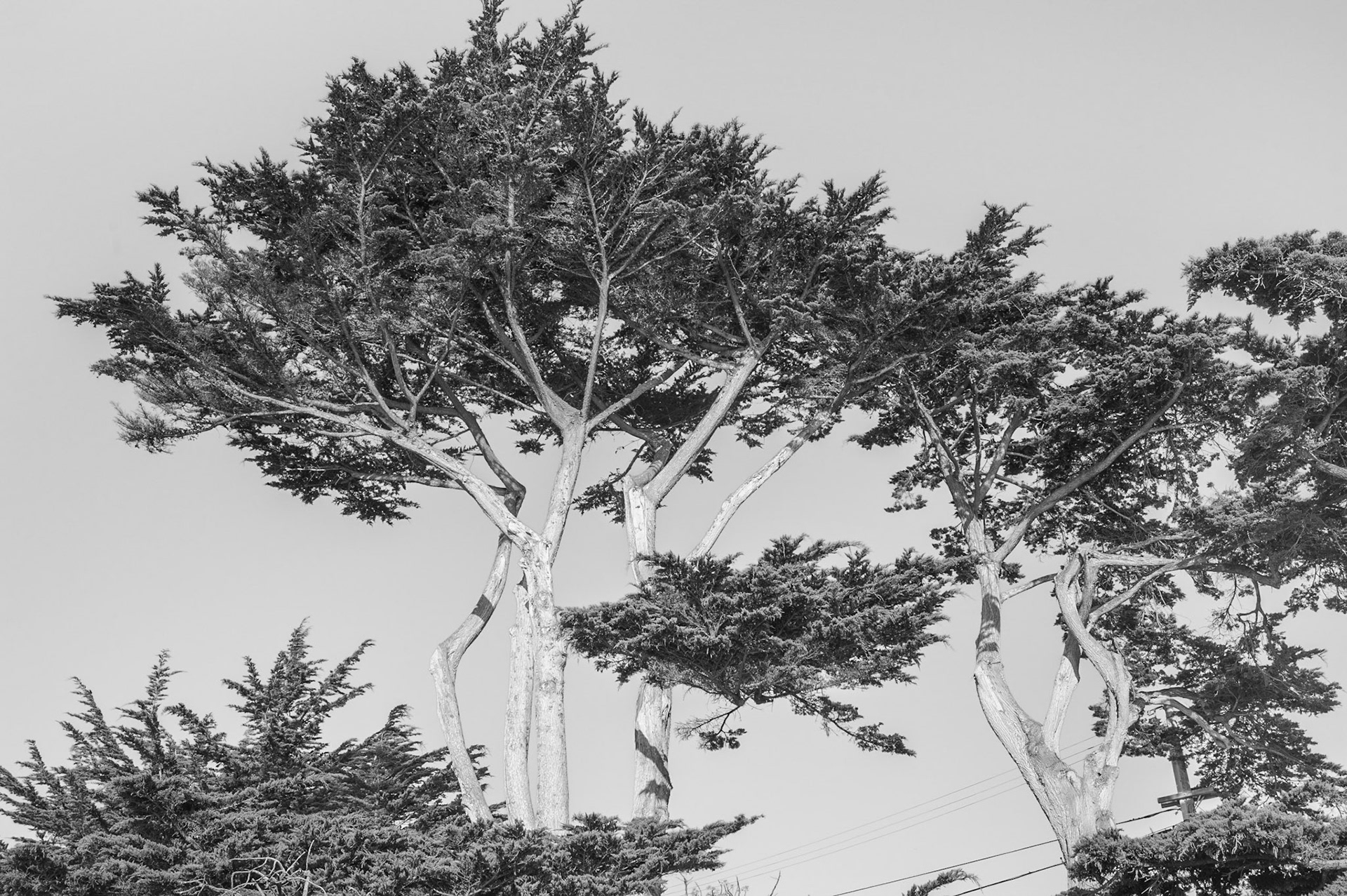 Carmel-By-The-Sea, 2011