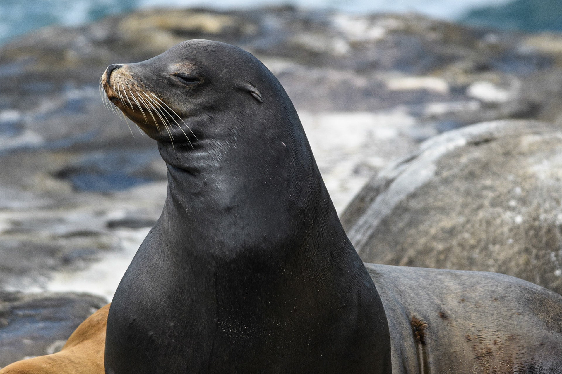 California Sea Lion, La Jolla, 2018