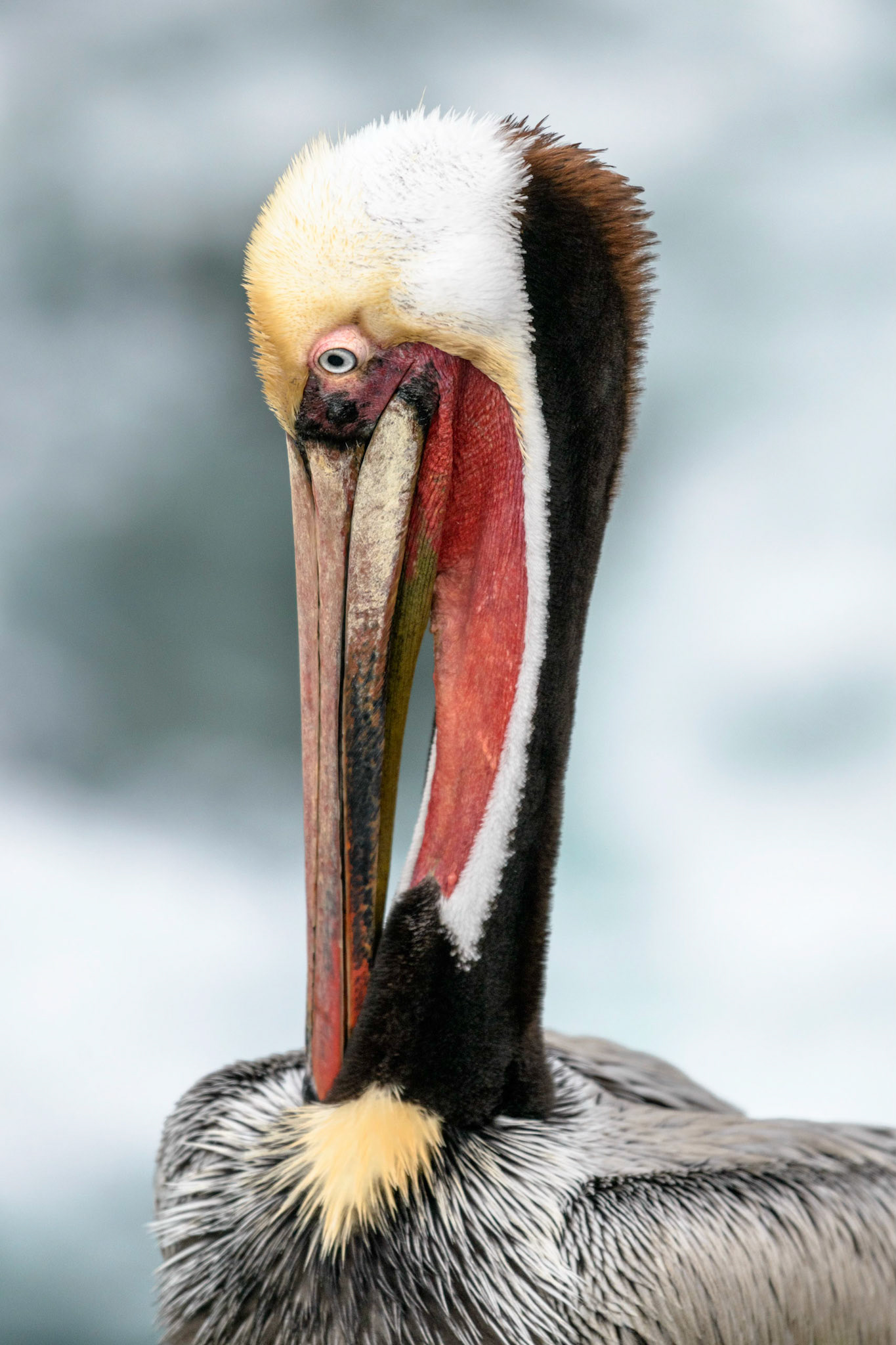 California Brown Pelican, La Jolla, CA, 2015