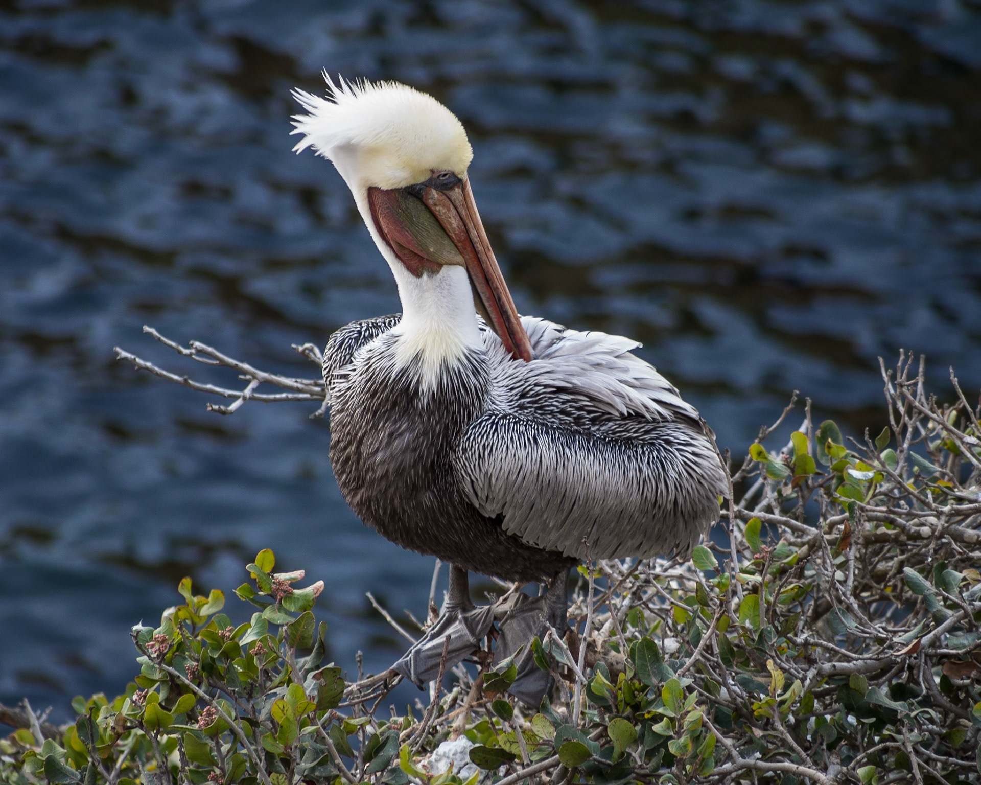 California Brown Pelican, La Jolla, CA, 2013