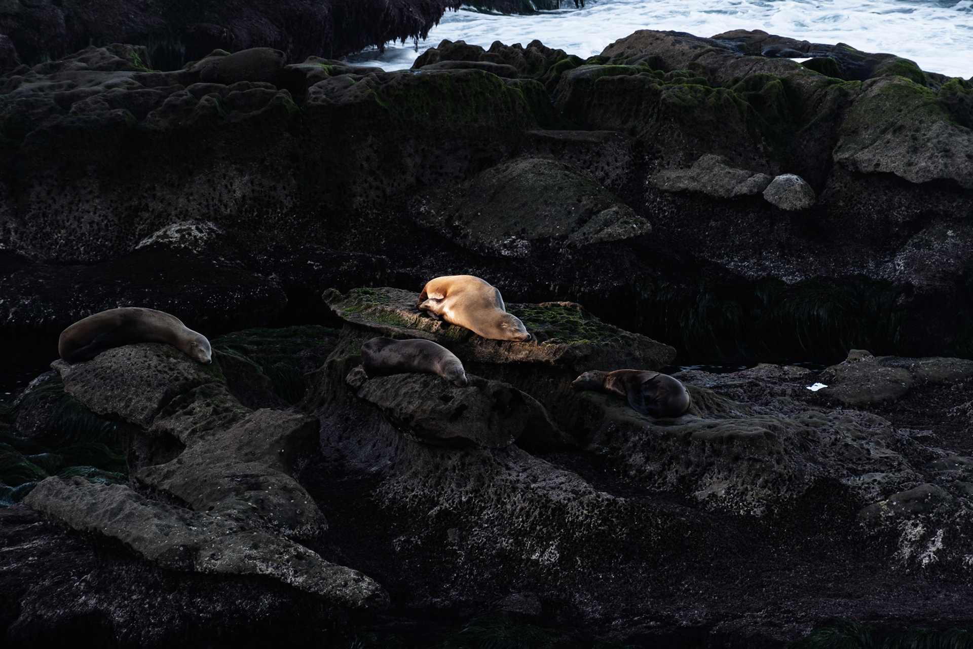 California Sea Lions, La Jolla, 2020