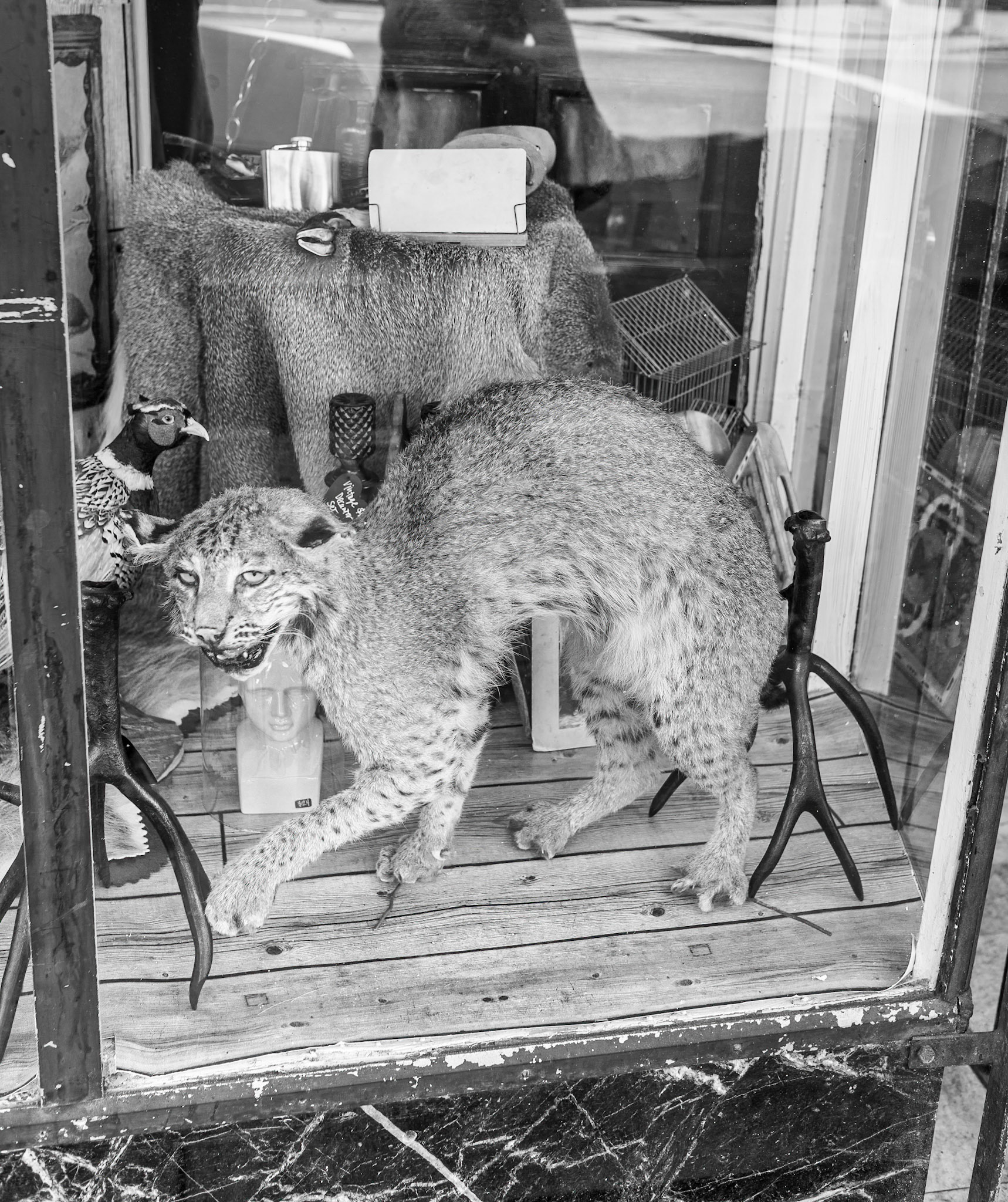 Antique Shop Window, The Haight, San Francisco, 2010