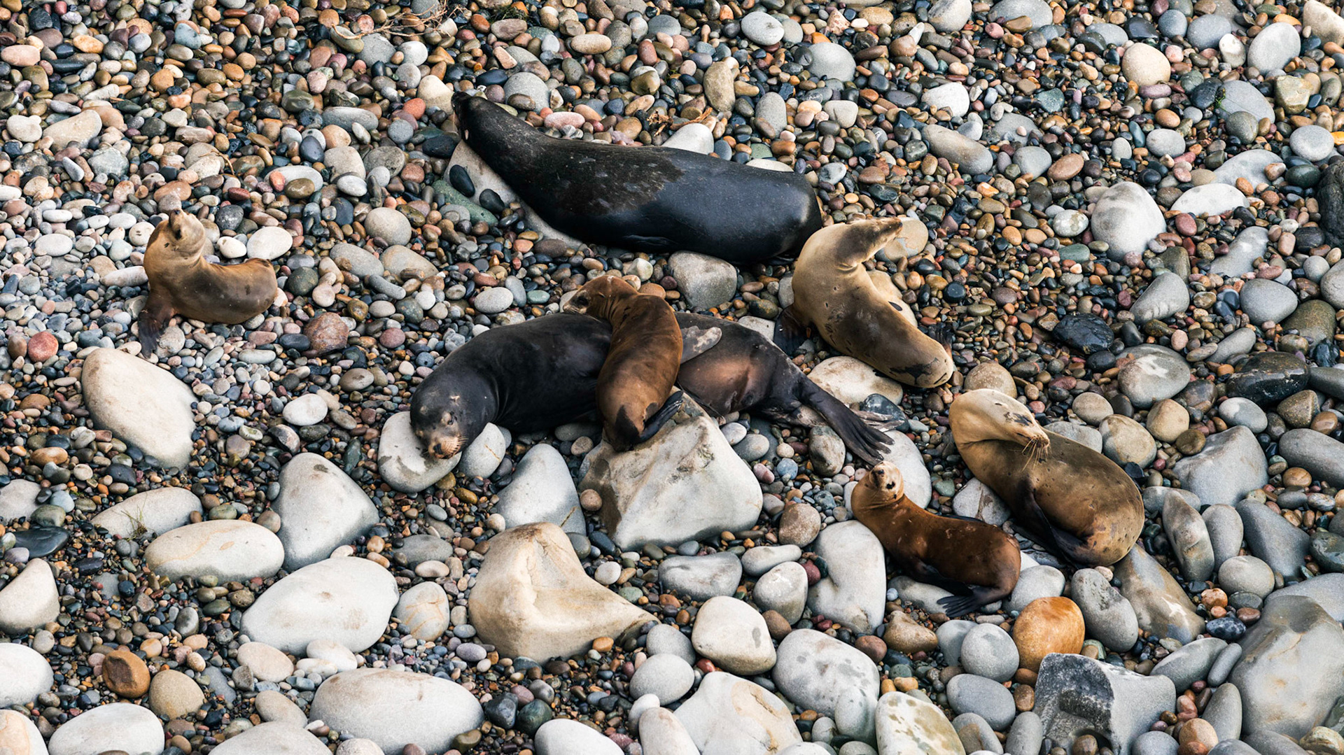California Sea Lions, La Jolla, 2015