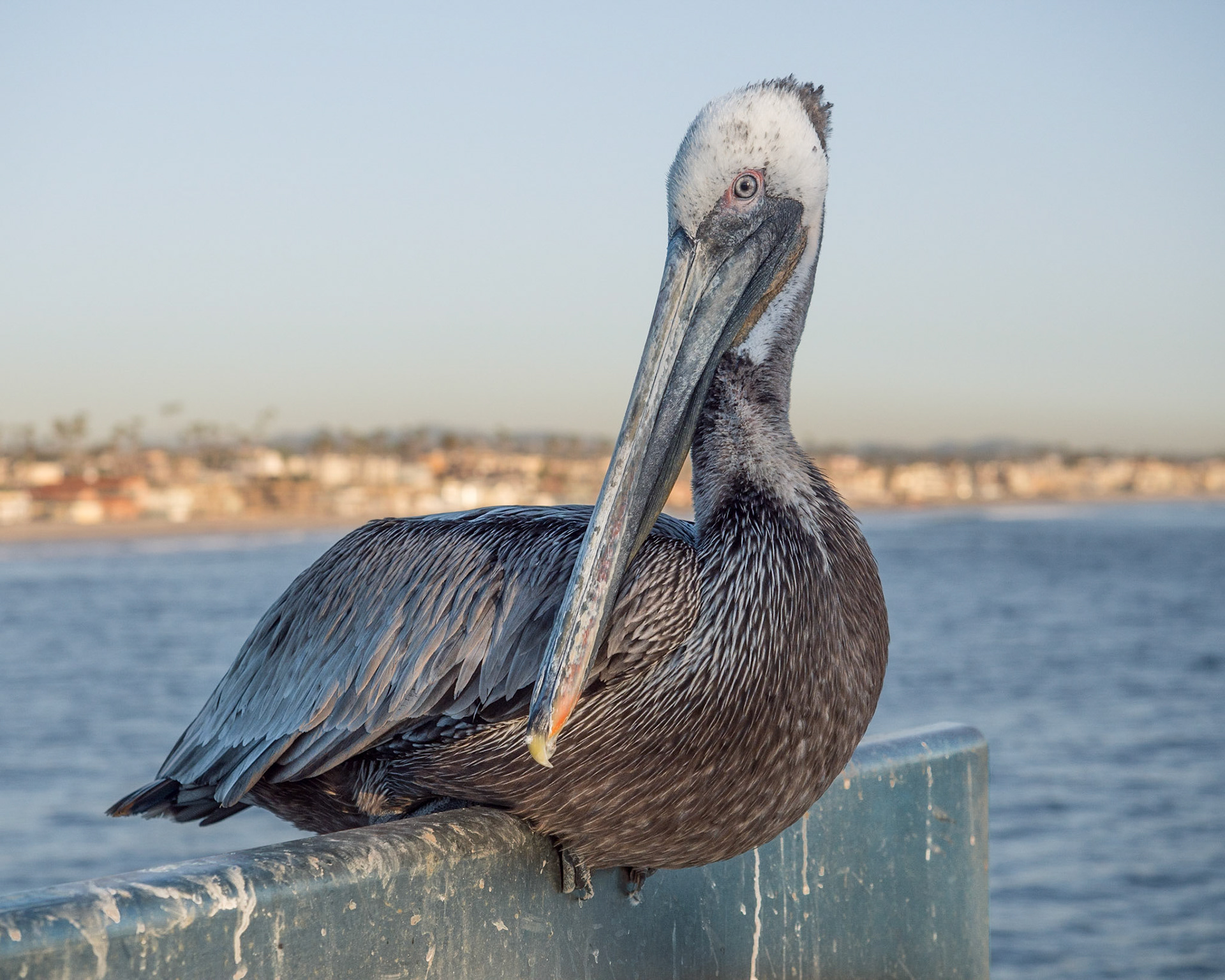 California Brown Pelican,Oceanside Pier, CA, 2015