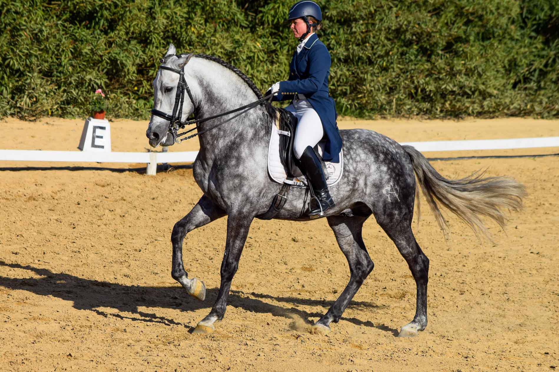 PRE Andalusian GP Prospect 8 years
