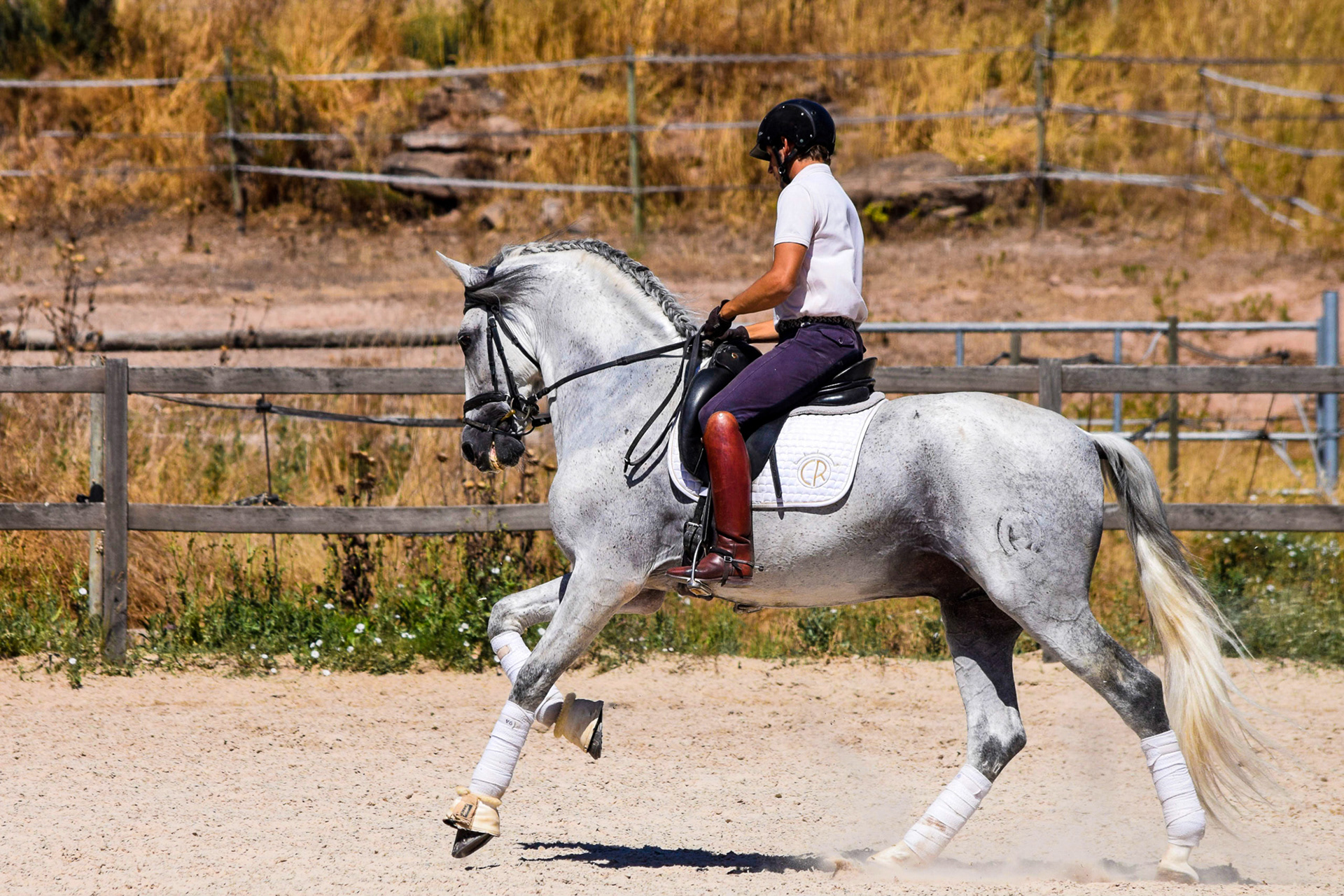 Expressive PRE Stallion 11 years