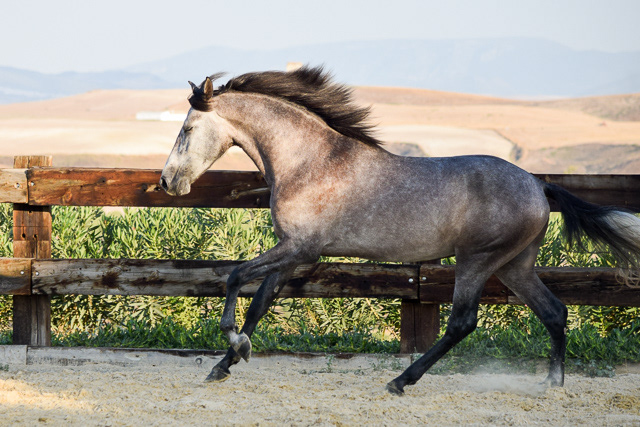 Bulería "Bambú" Real, 3 years / años