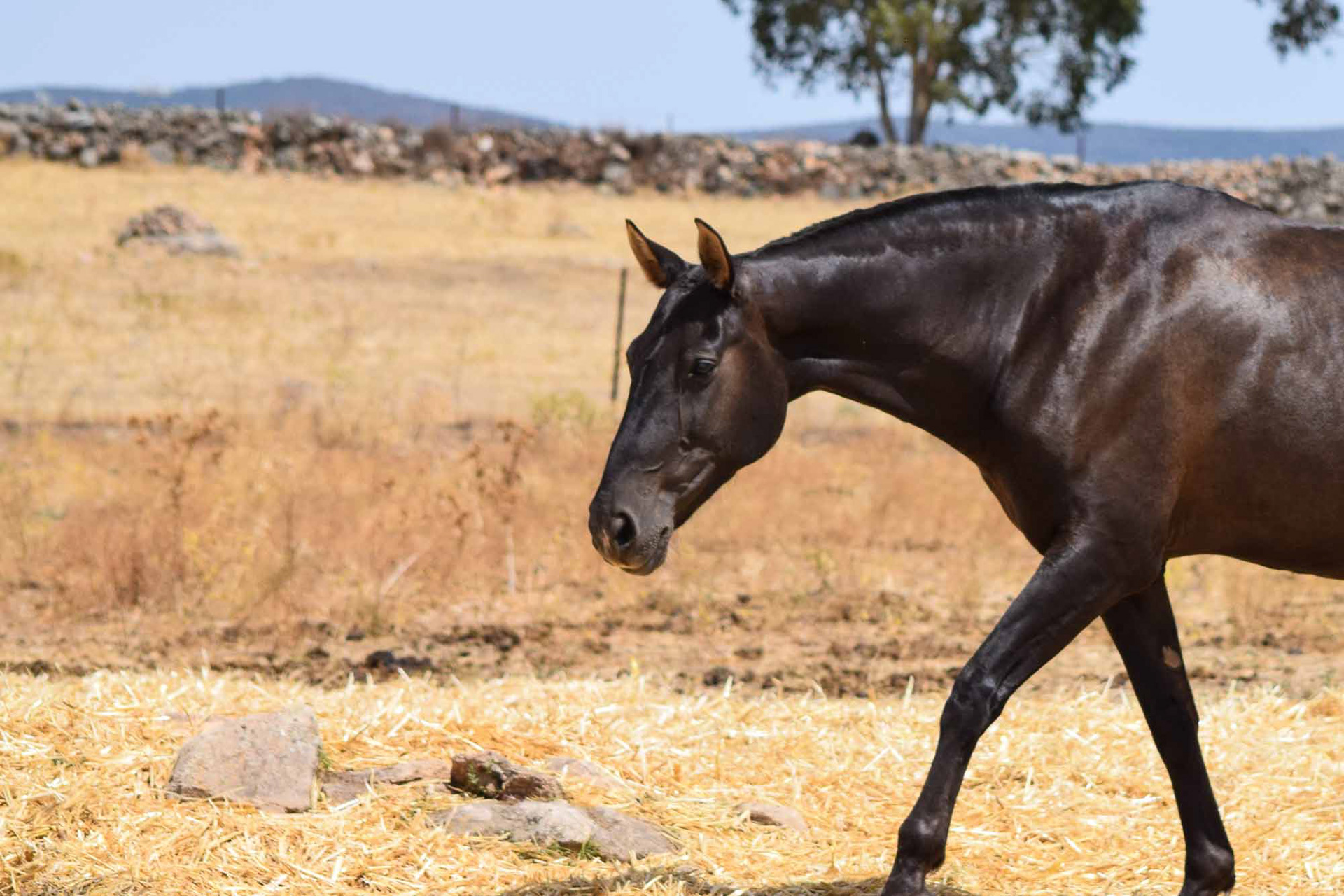Inducida IV, CavalReal Foundation Mare. © CavalReal