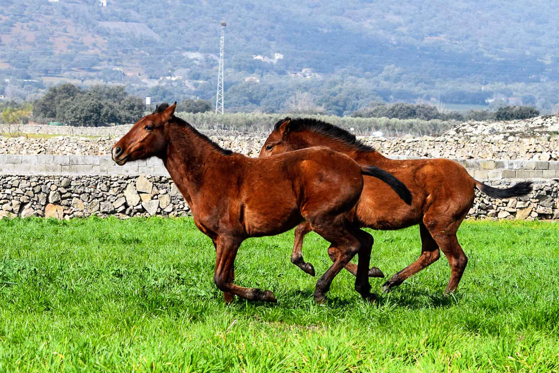 Winter pasture in Spain
