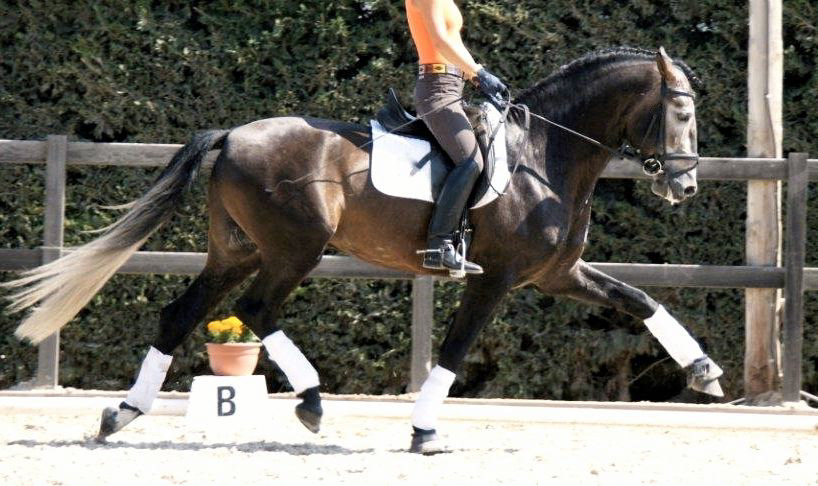 PRE Dressage Talent, 3 years / años