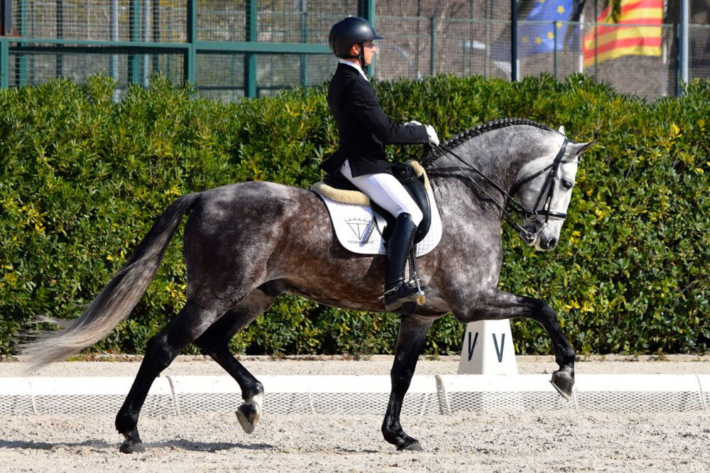 PRE Stallion Ambicioso VG Wins Gold. Photo © CavalReal