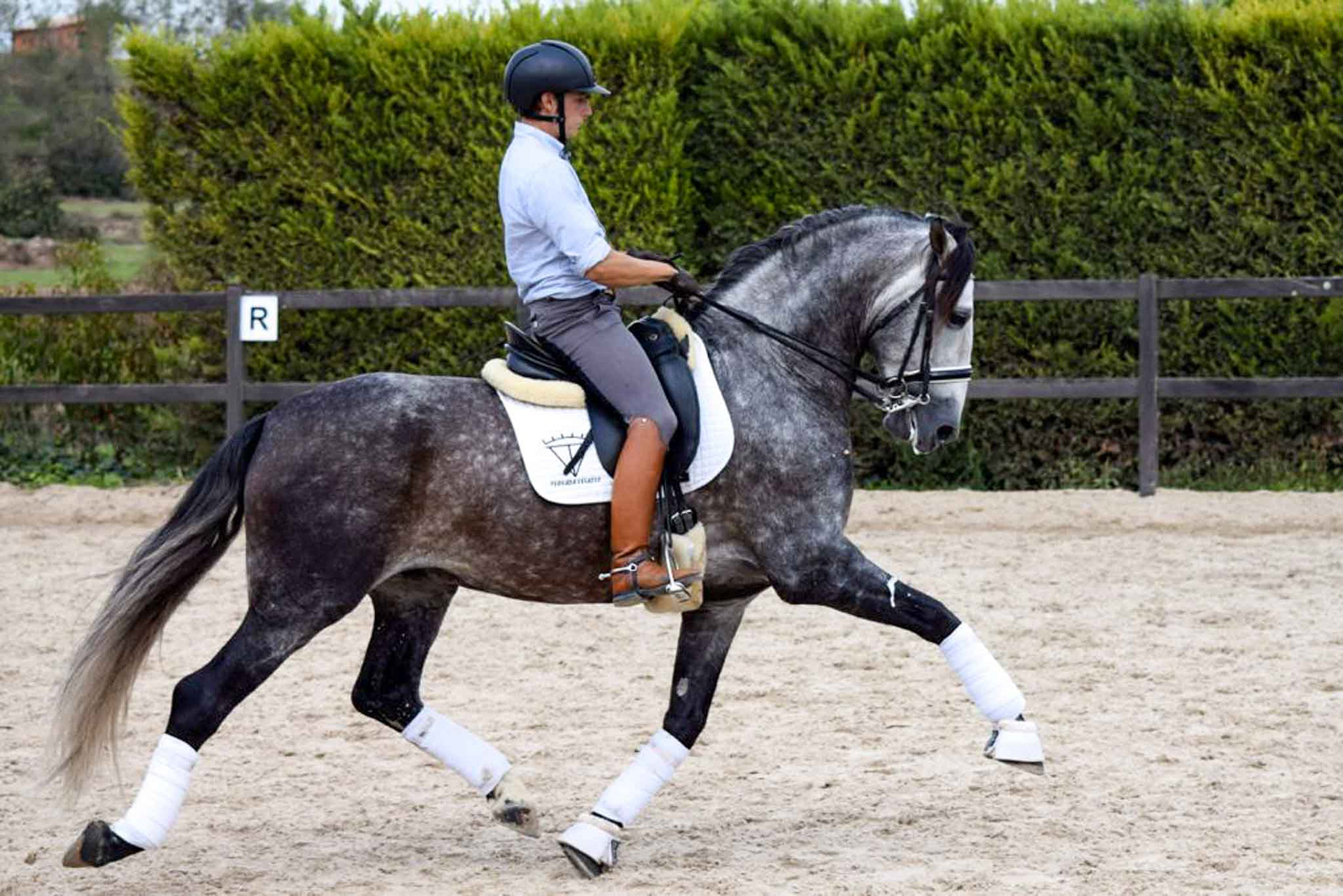 Extended Trot - PRE Andalusian stallion Ambicioso VG, 7 years. Photo © CavalReal