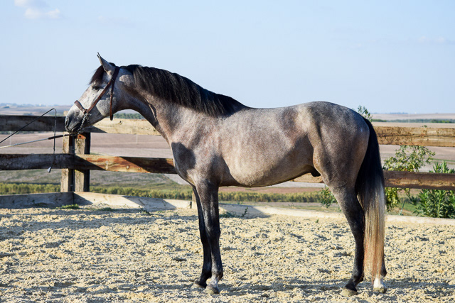 Bulería "Bambú" Real, 3 years / años