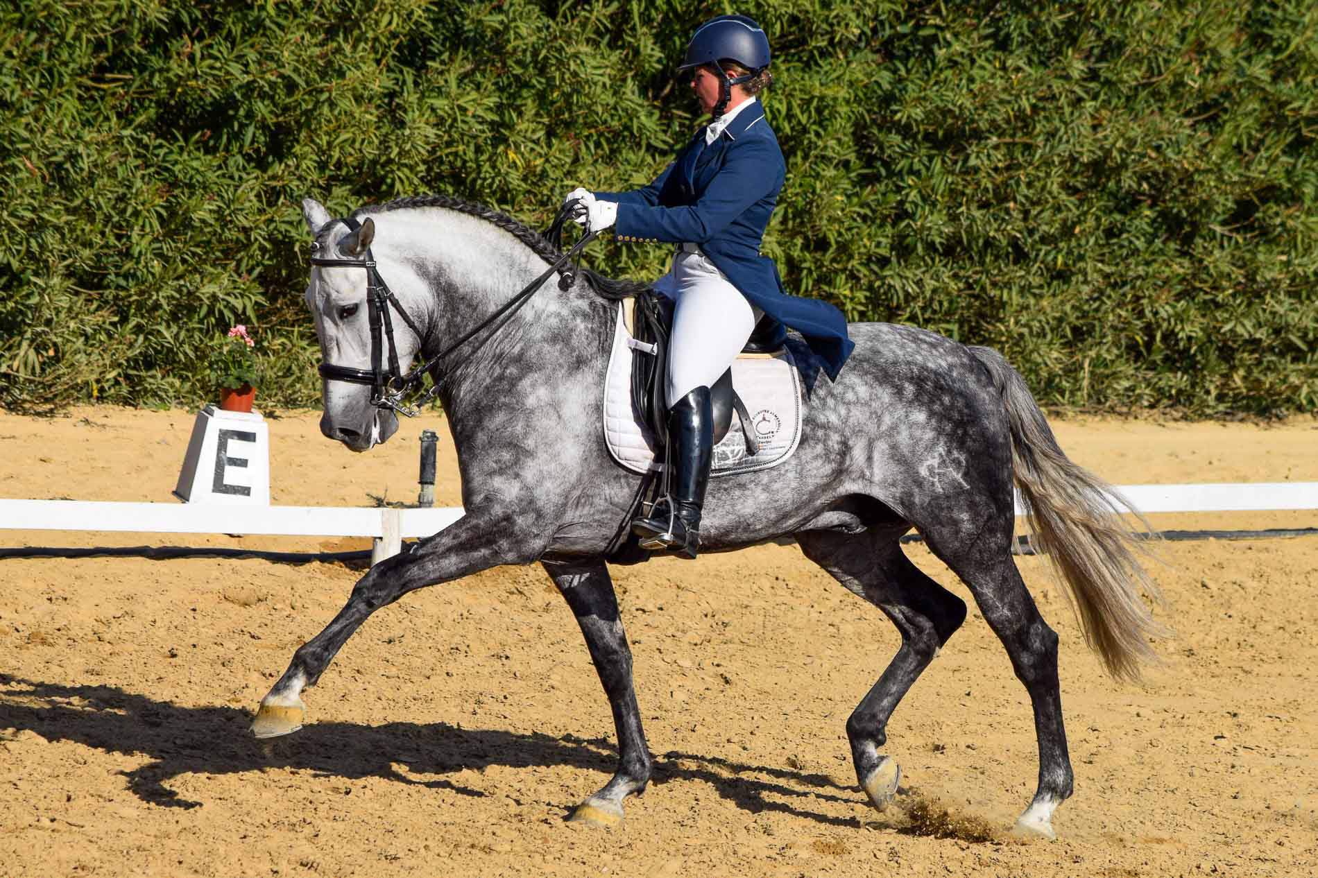 PRE Andalusian GP Prospect 8 years