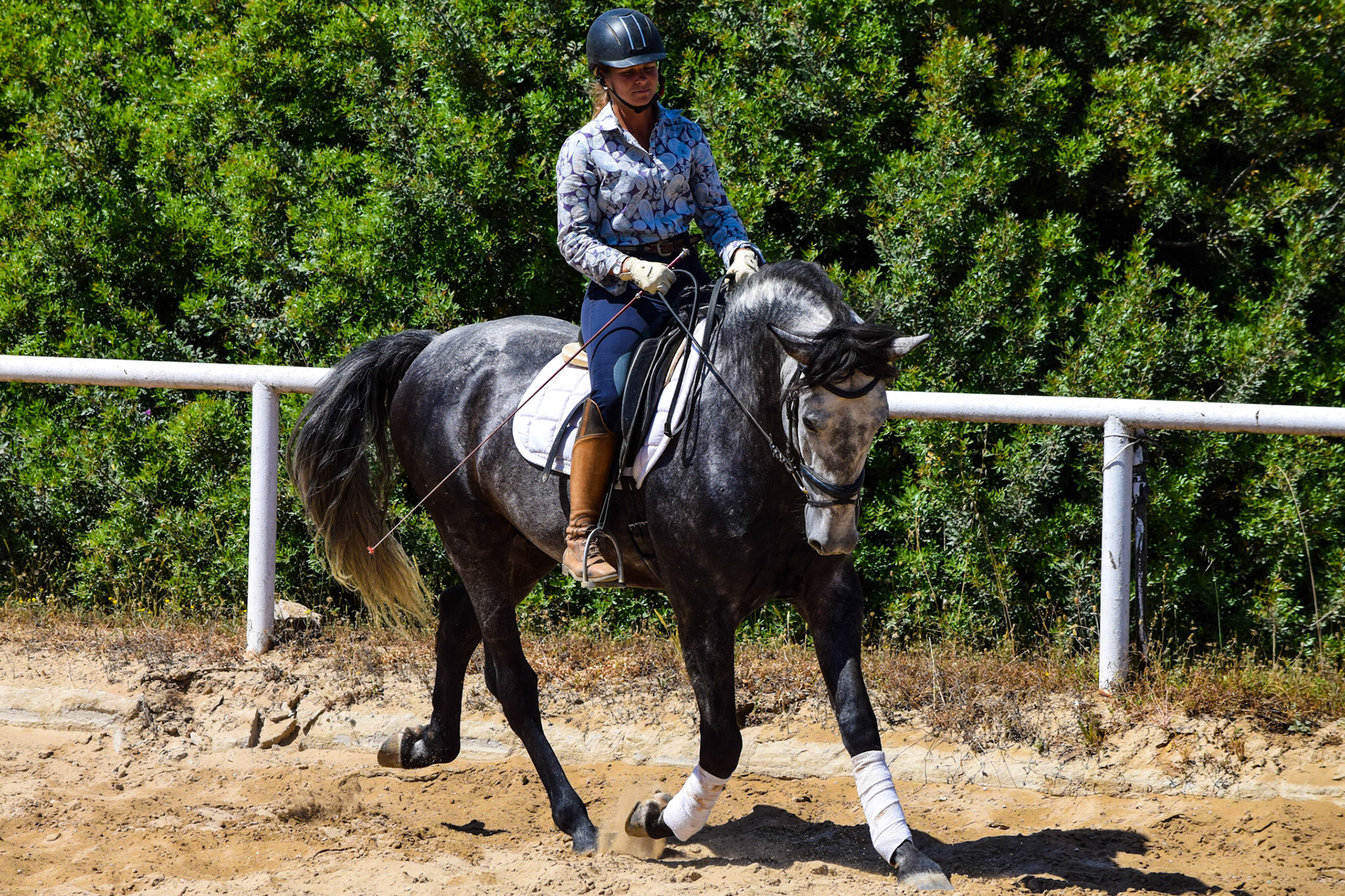 Grey Purebred Spanish Stallion 5 years