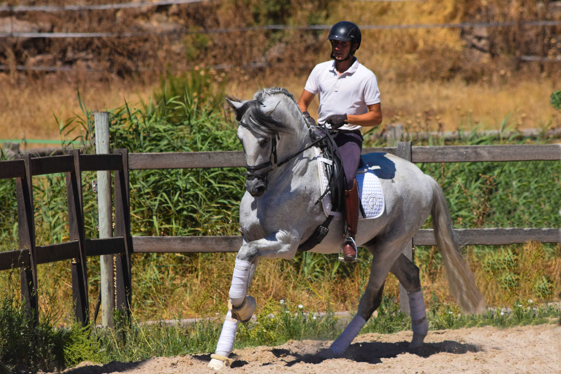 CavalReal Spanish Horses Photography – Purebred Spanish Horses in Spain ...