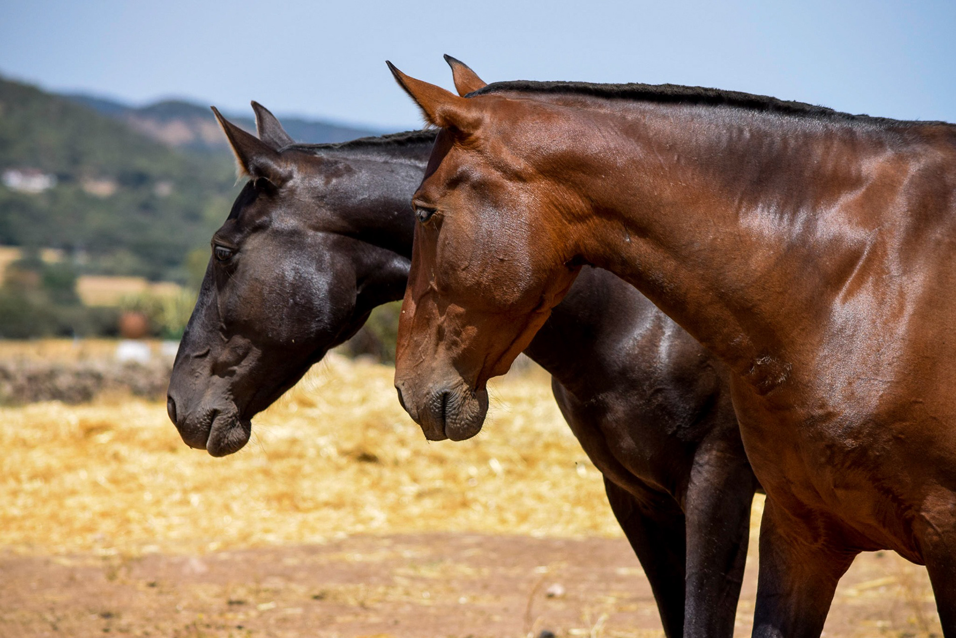 Gramola & Inducida IV, PRE Andalusian Brood Mares. © CavalReal