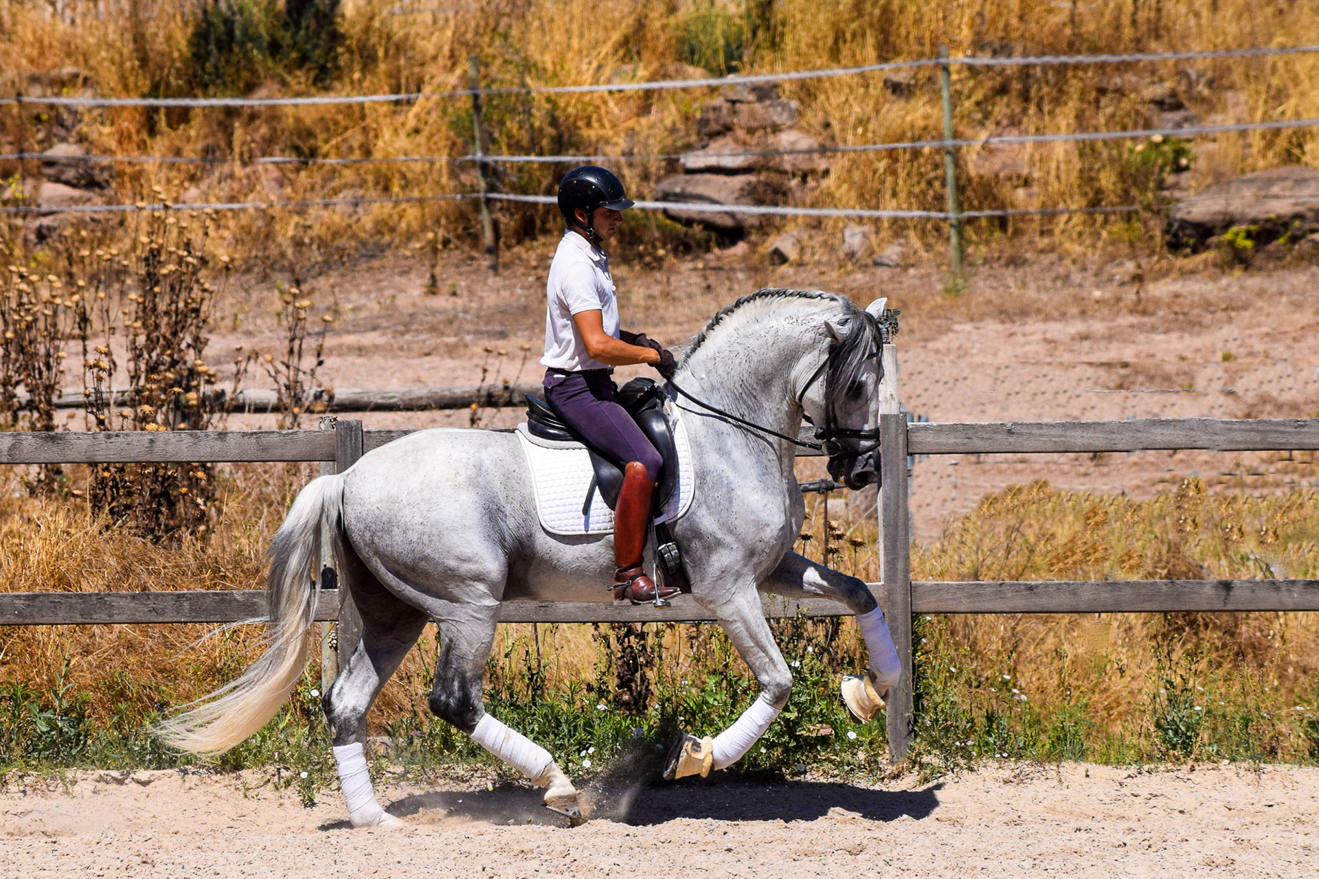Expressive PRE Stallion 11 years