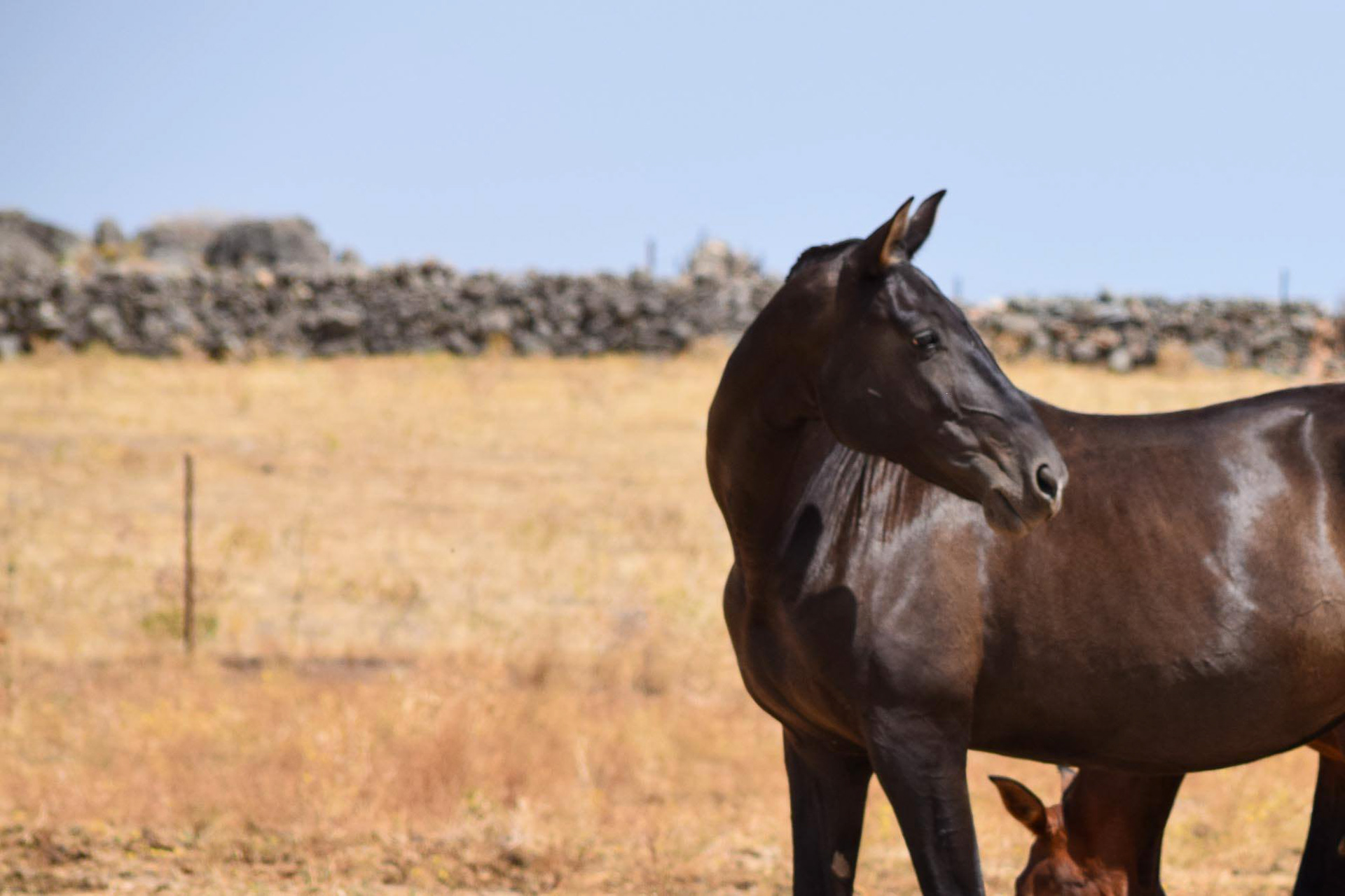 Inducida IV, CavalReal Foundation Mare. © CavalReal