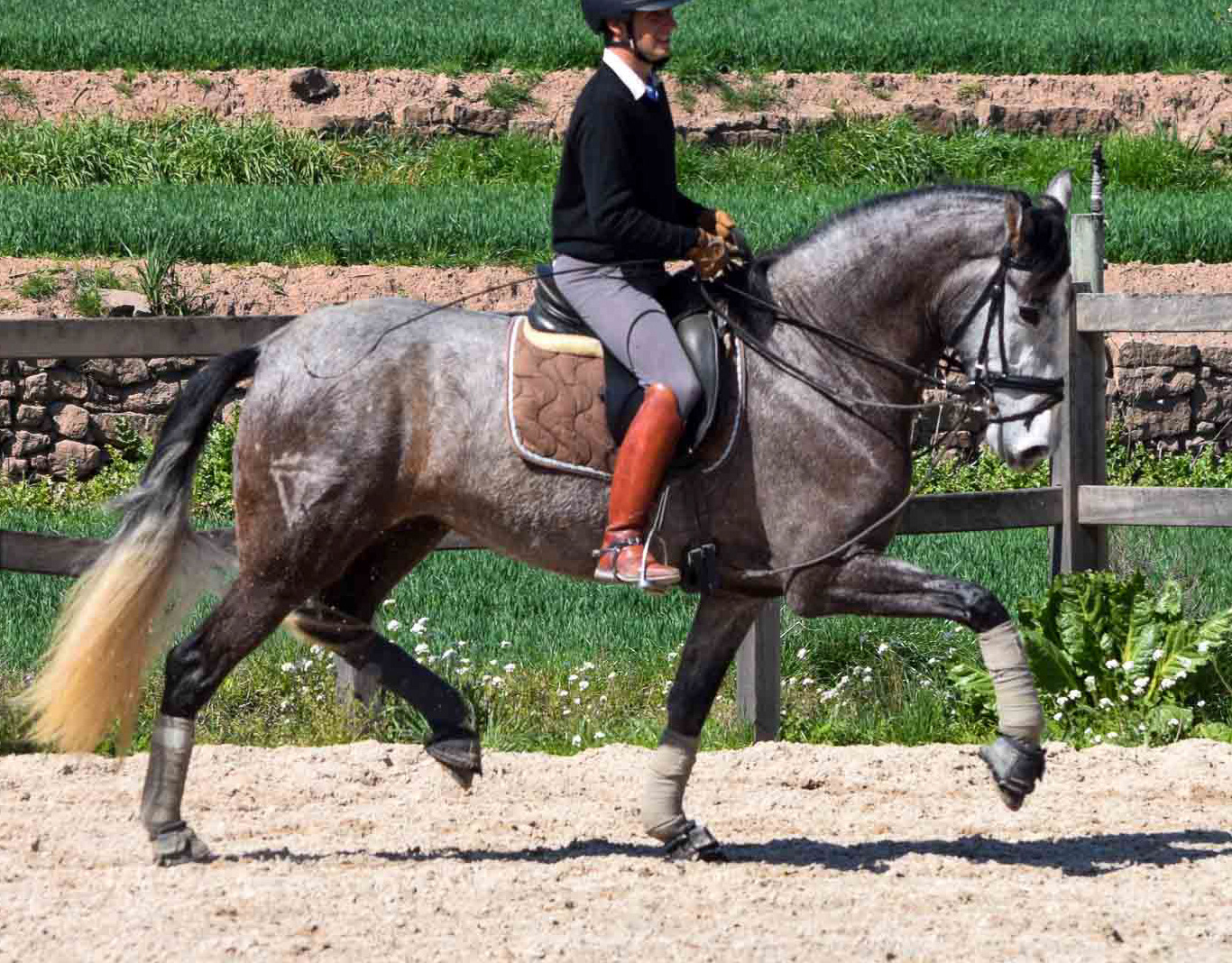 CavalReal Horse of Kings | Purebred Spanish PRE Dressage Horses ...