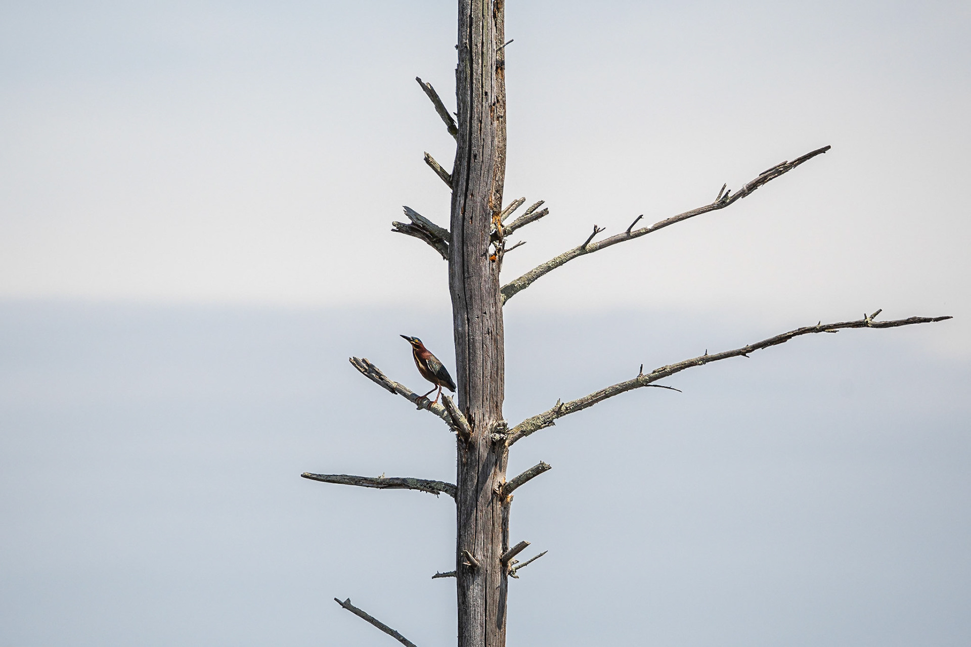 Green Heron - Brentwood, NH