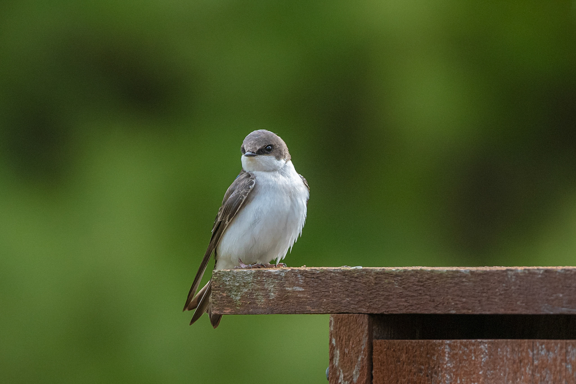 Tree Swallow - Auburn, NH