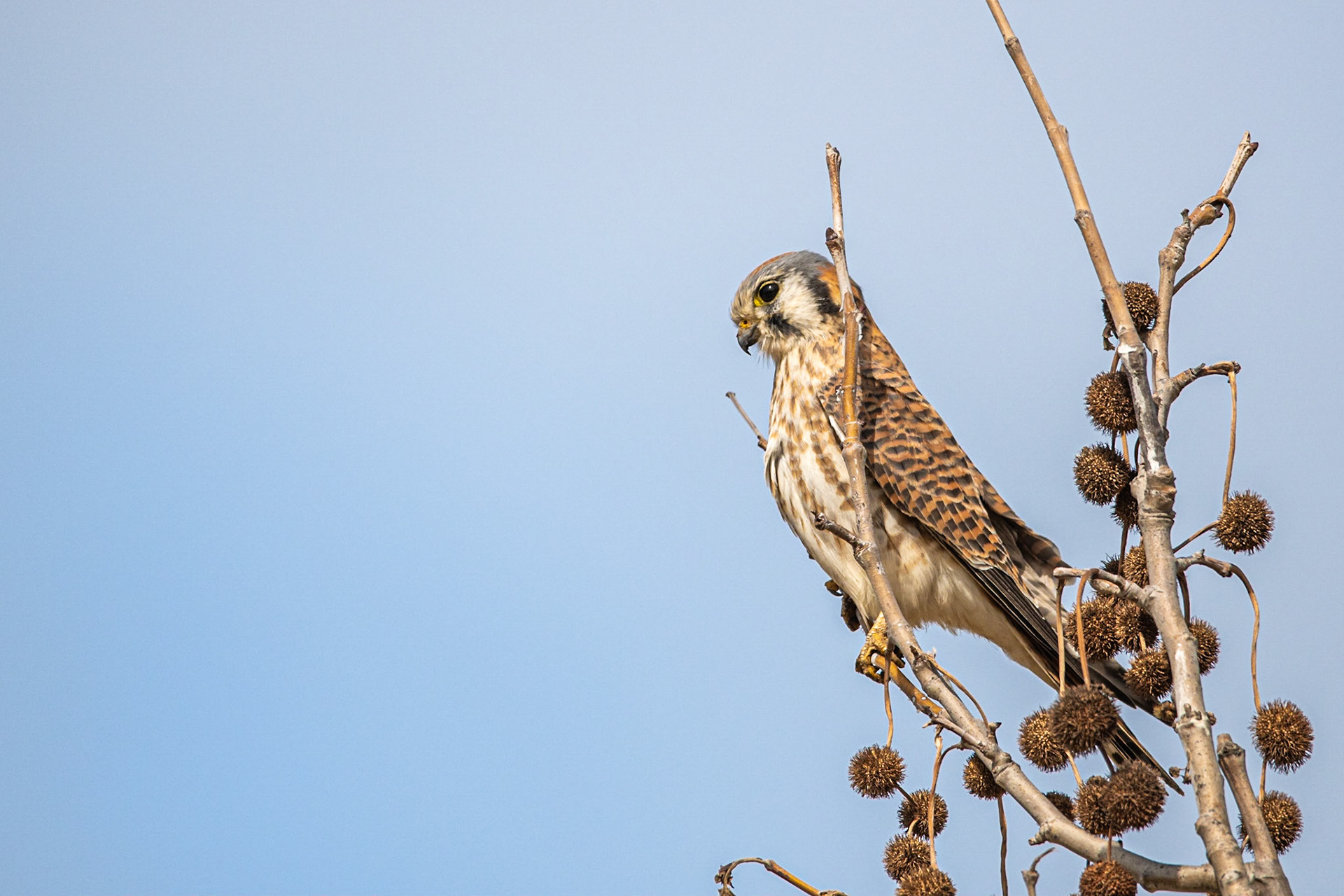 American Kestrel - Tustin, CA