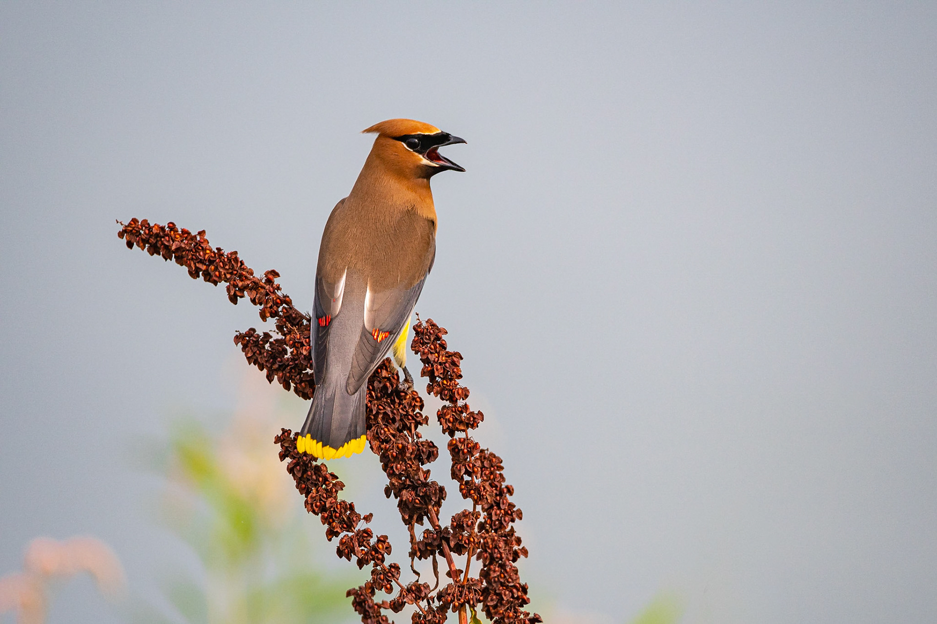 Cedar Waxwing - Exeter, NH