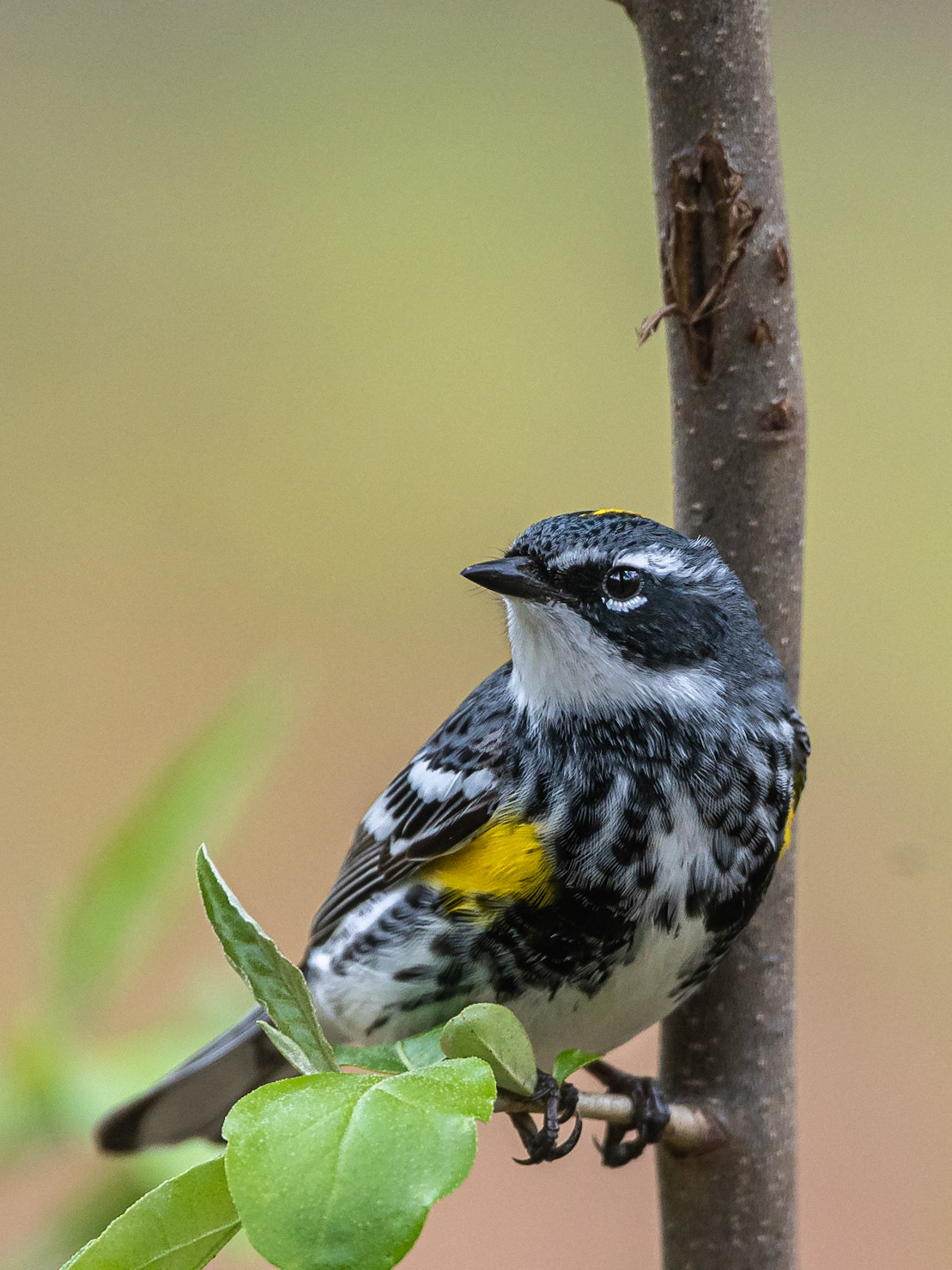 Yellow-Rumped Warbler - Goffstown, NH