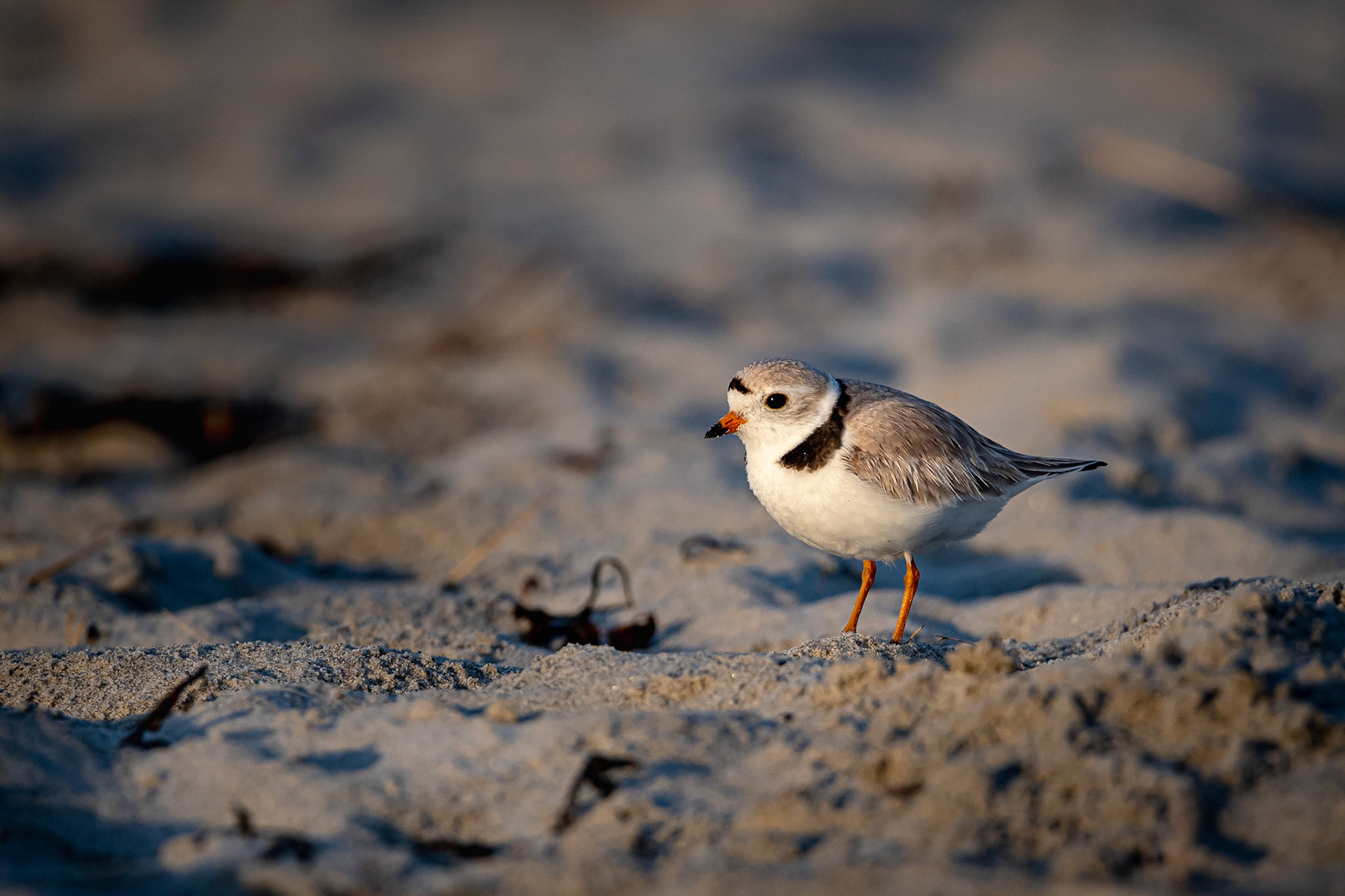 Piping Plover - Hampton, NH