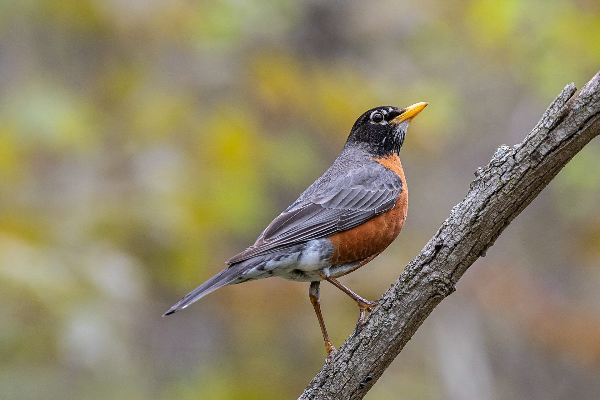 Robin - Auburn, NH