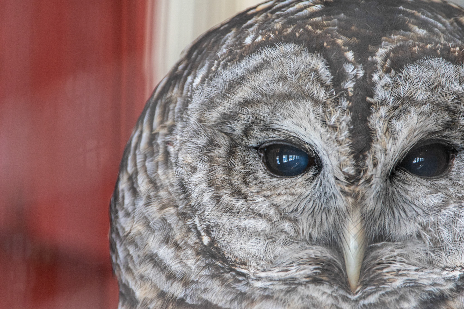 Barred Owl - Concord, NH