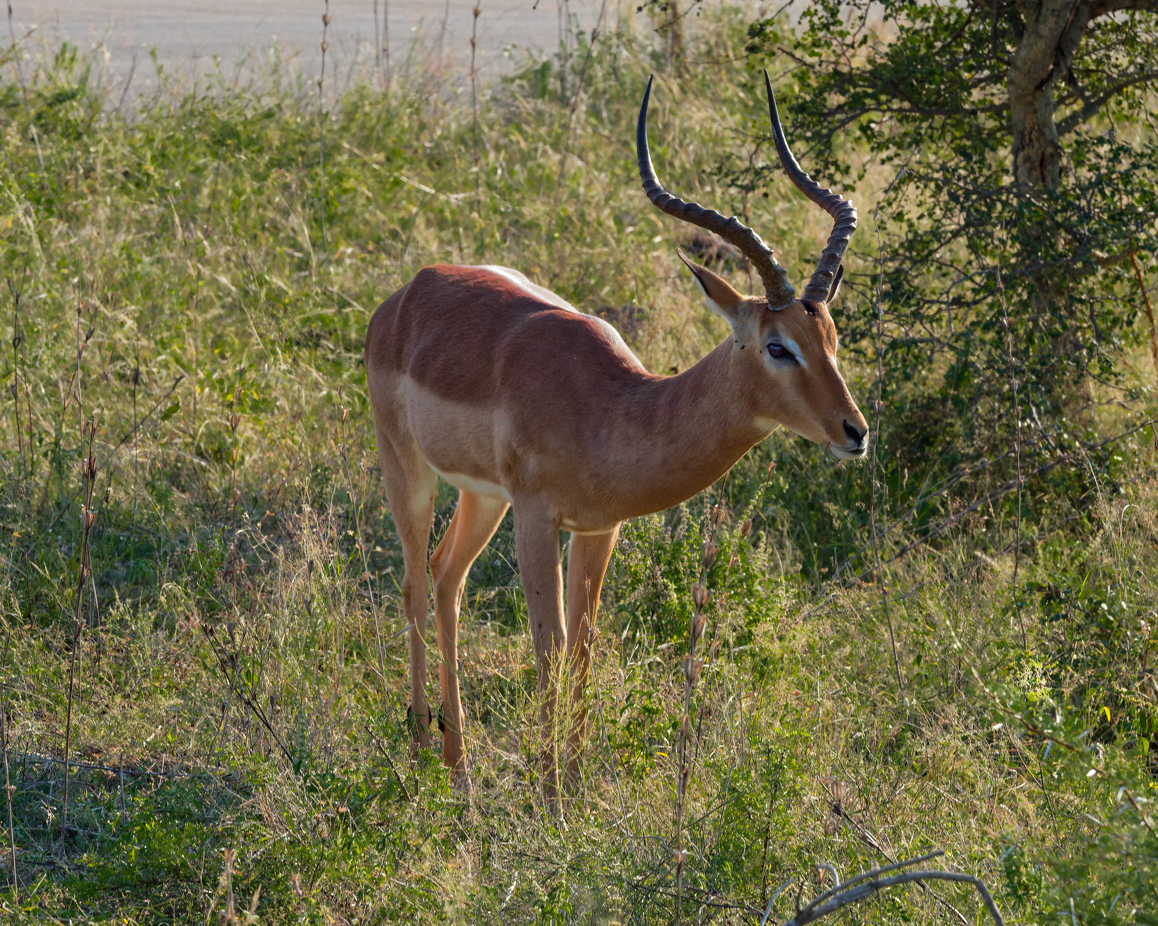 Male Impala - South Africa