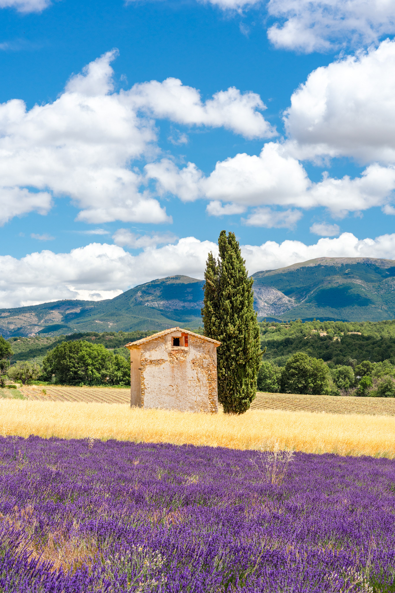 Lavande, Provence 2021