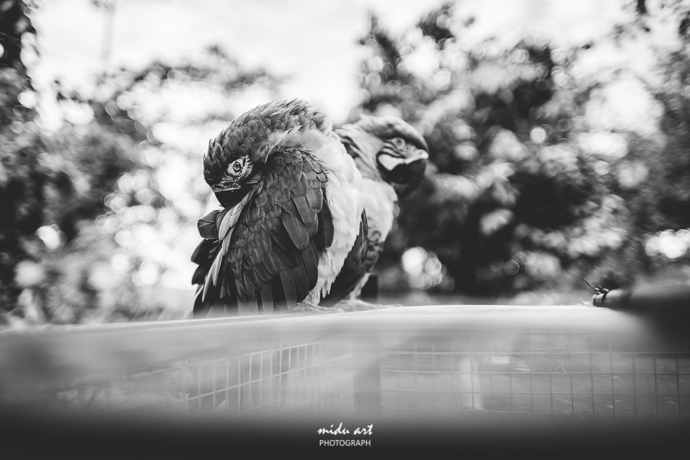 midu.art Photograph and videograph. The idea and concept of MIDU.ART was born in Berlin and constructs routes to relive the actual roots of original photography. The most important and attention catching factor of MIDU.ART is originality and rawness photos.