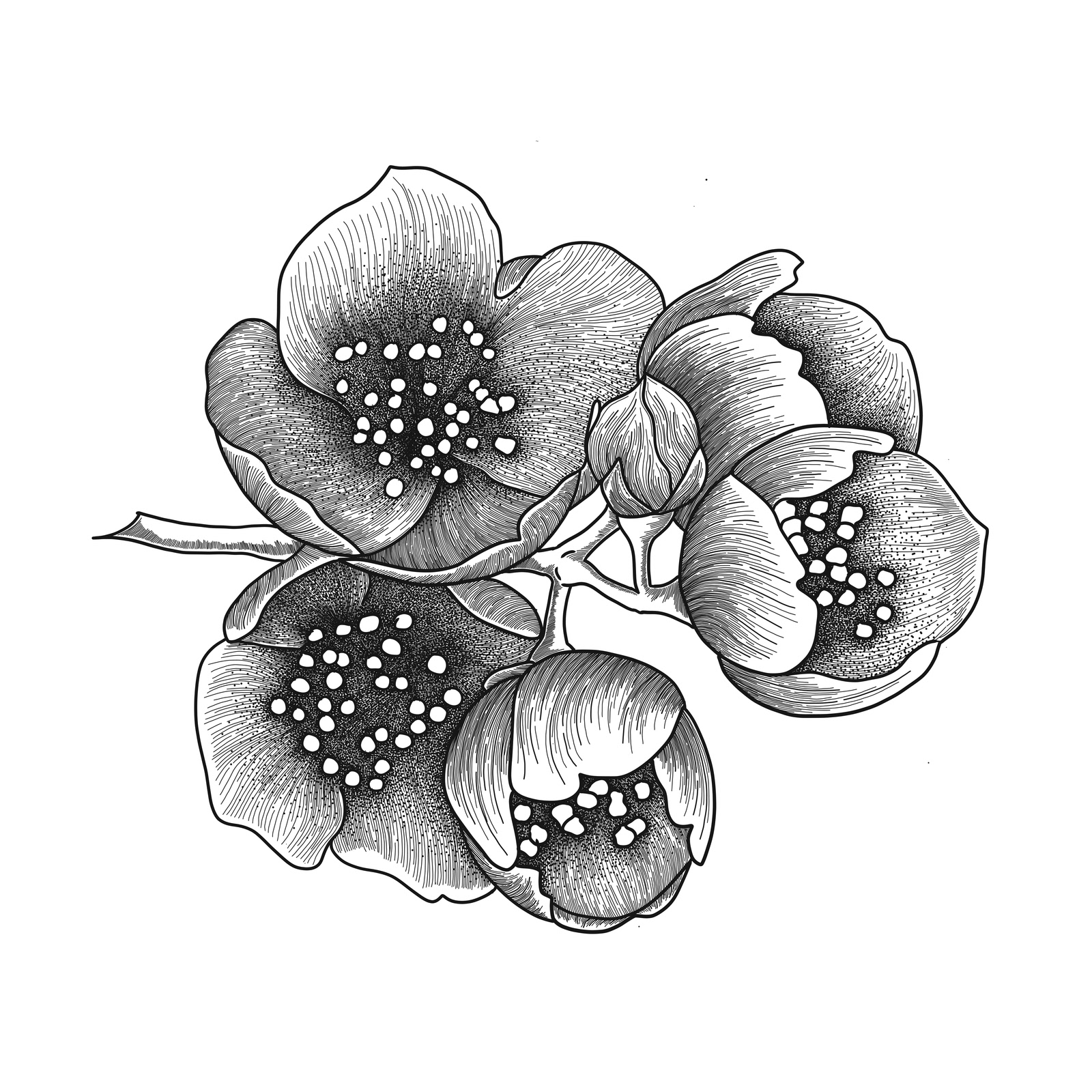 Jasmine