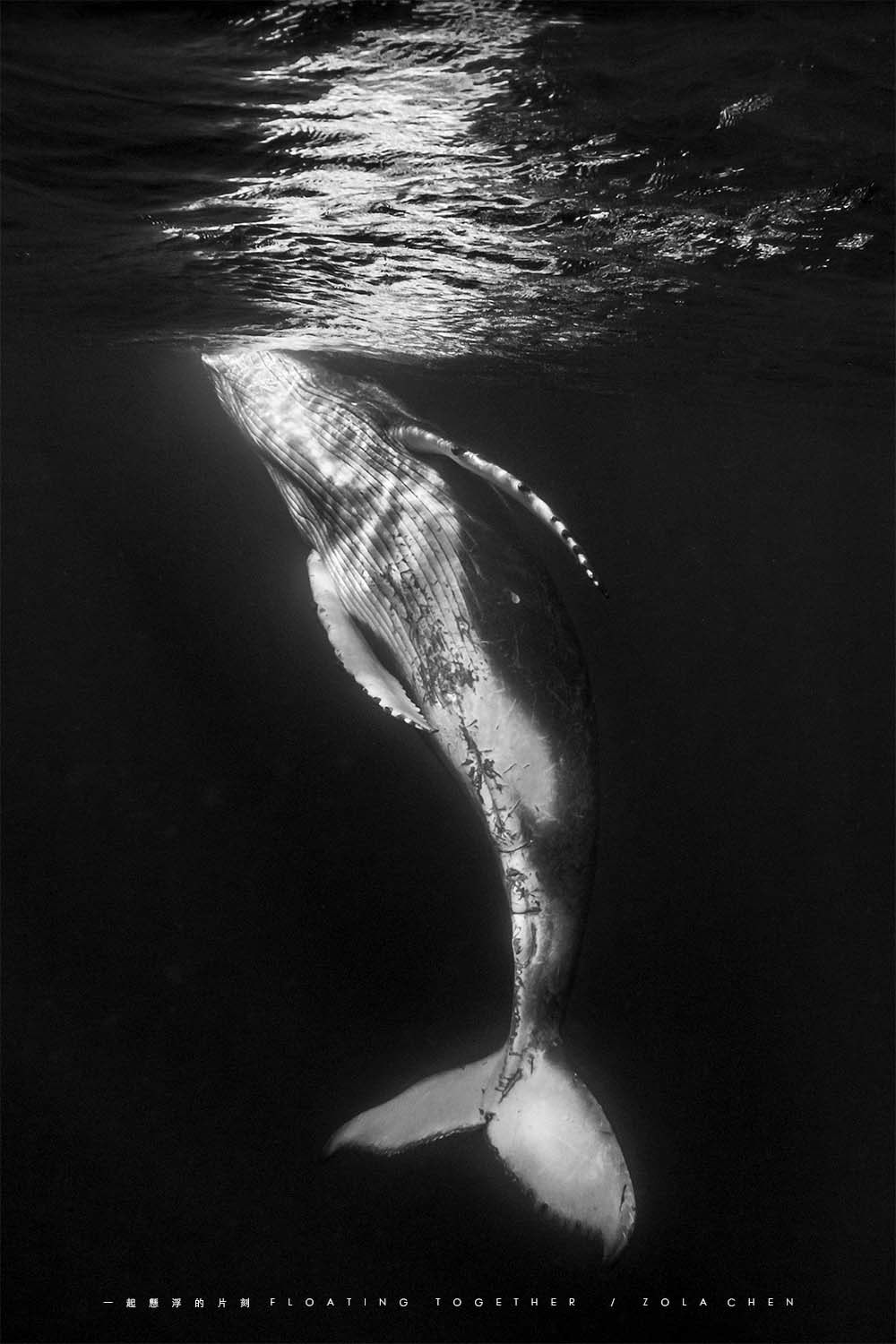 No.12 懸浮的小鯨 Floating Whale 2
