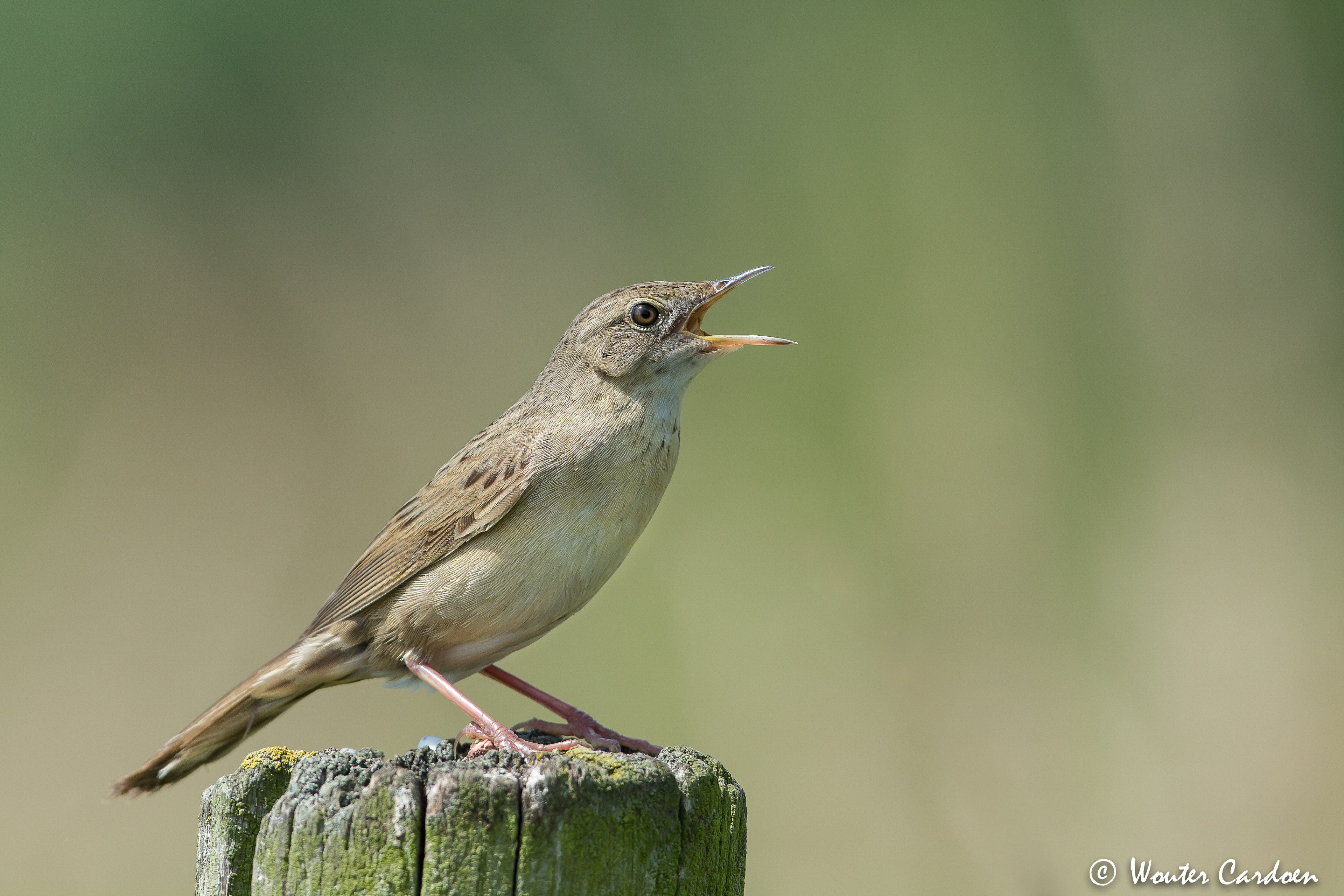 Wouter Cardoen Nature Photography - Common grashopper warbler ...