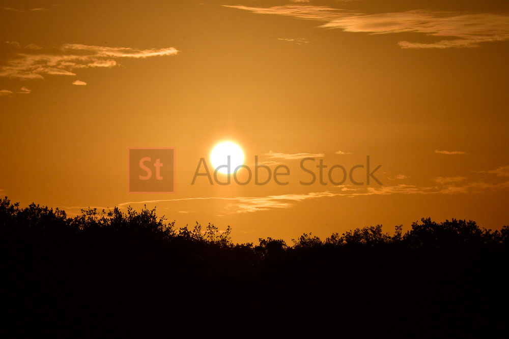 ADOBE FILE # 280082268