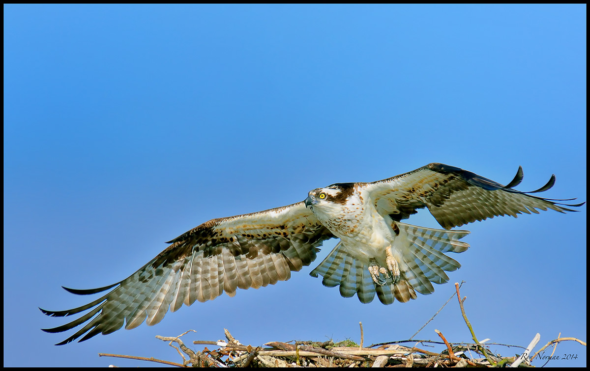 osprey sound