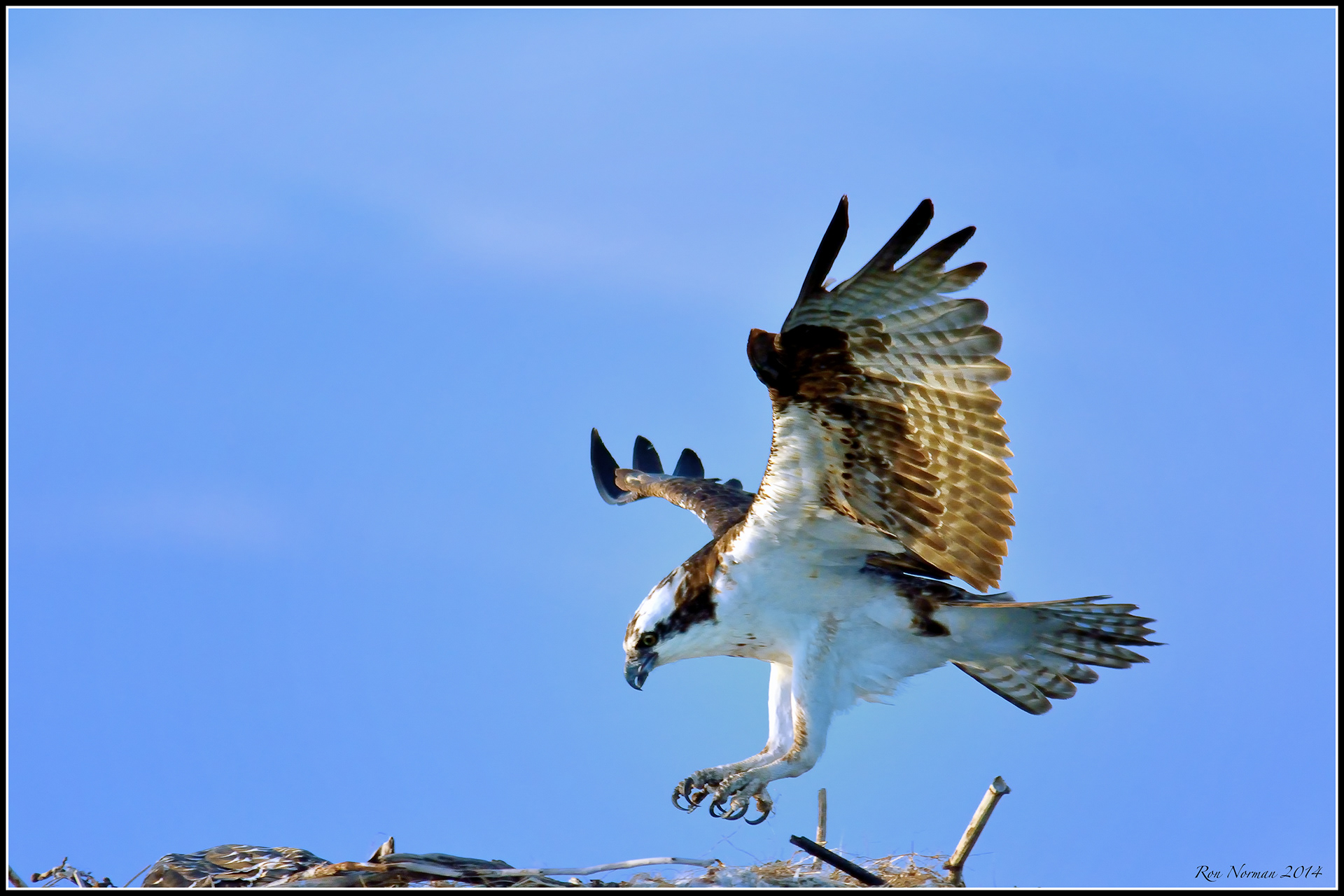 osprey sound