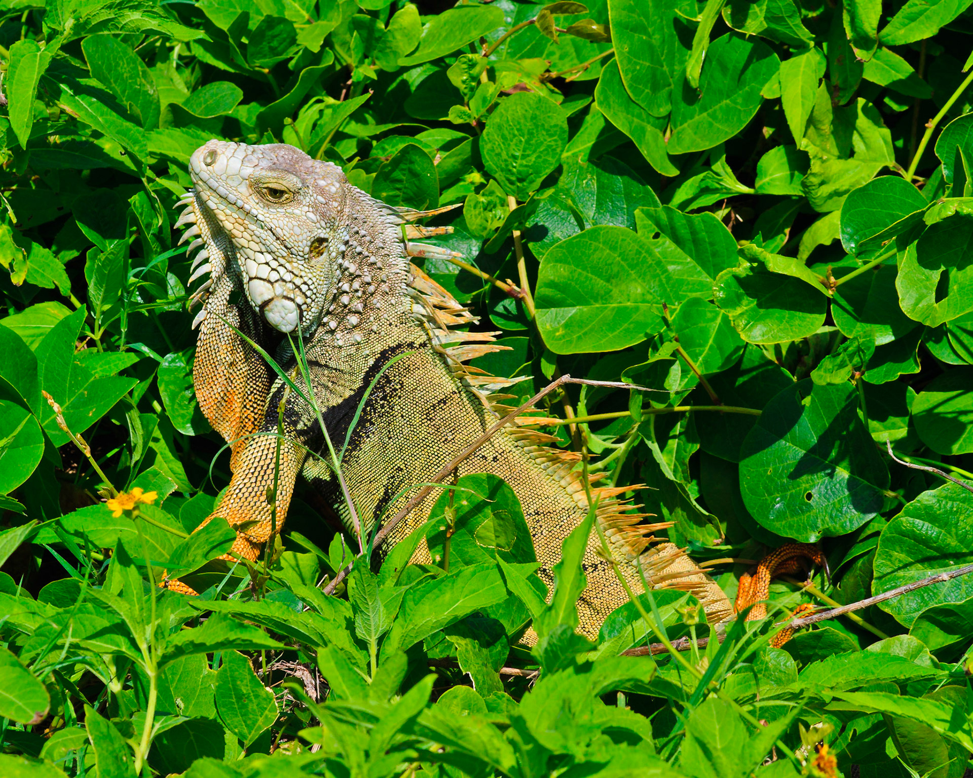 Iguana entre las plantas