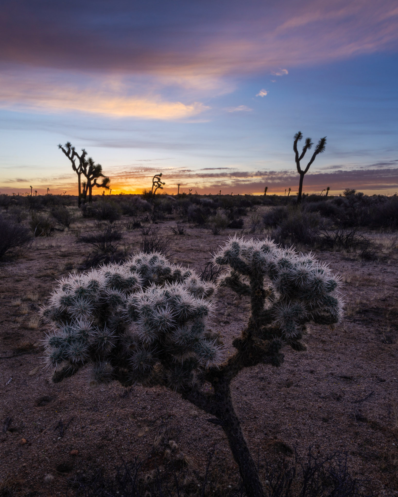 Joshua Tree National Park