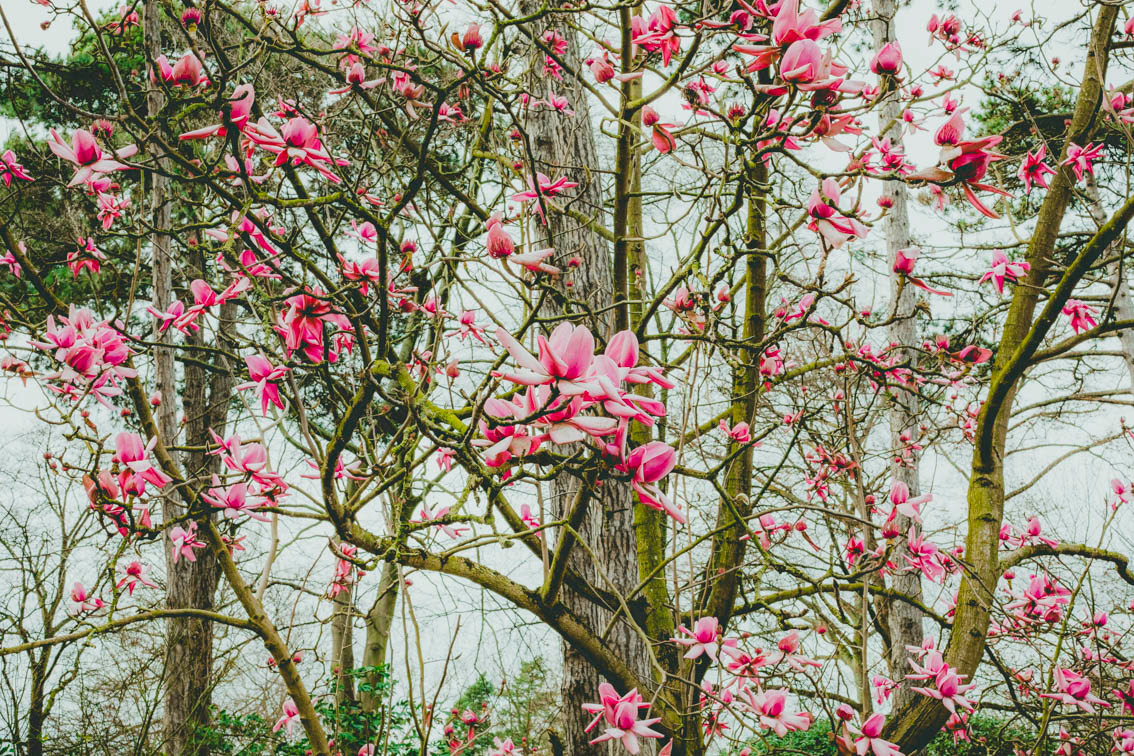 un étrange printemps
