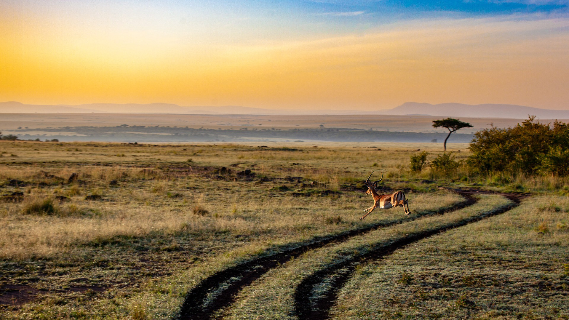 An African Antelope